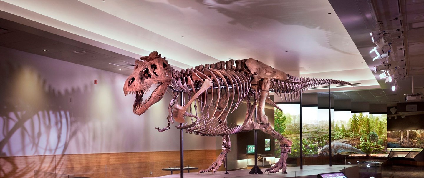 Sue the T. rex has taken over Denver Museum of Nature & Science, and it's a  must-see