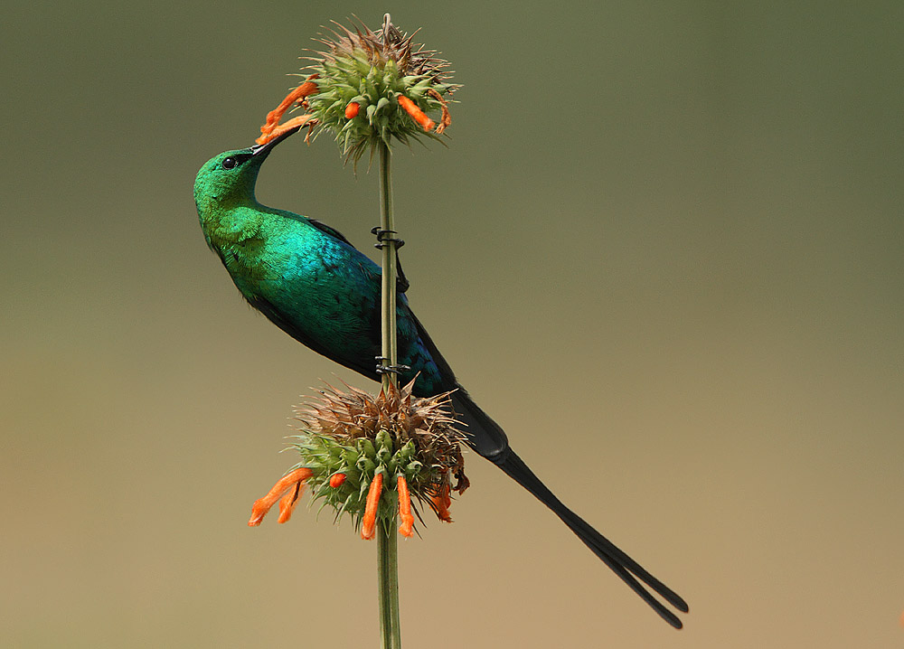 sunbird