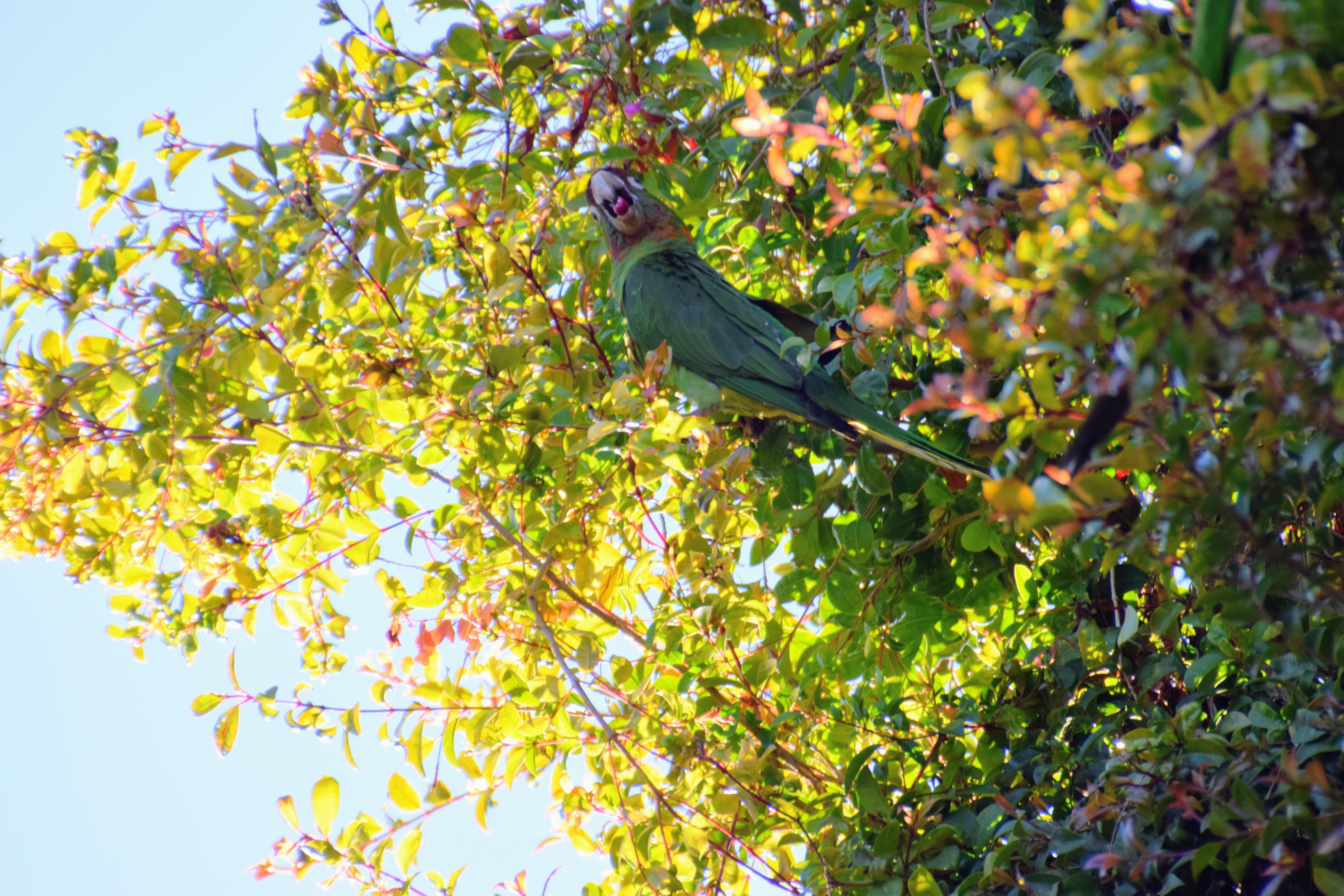 Dinosaur Photography #13: The Wild Parrots of Telegraph Hill