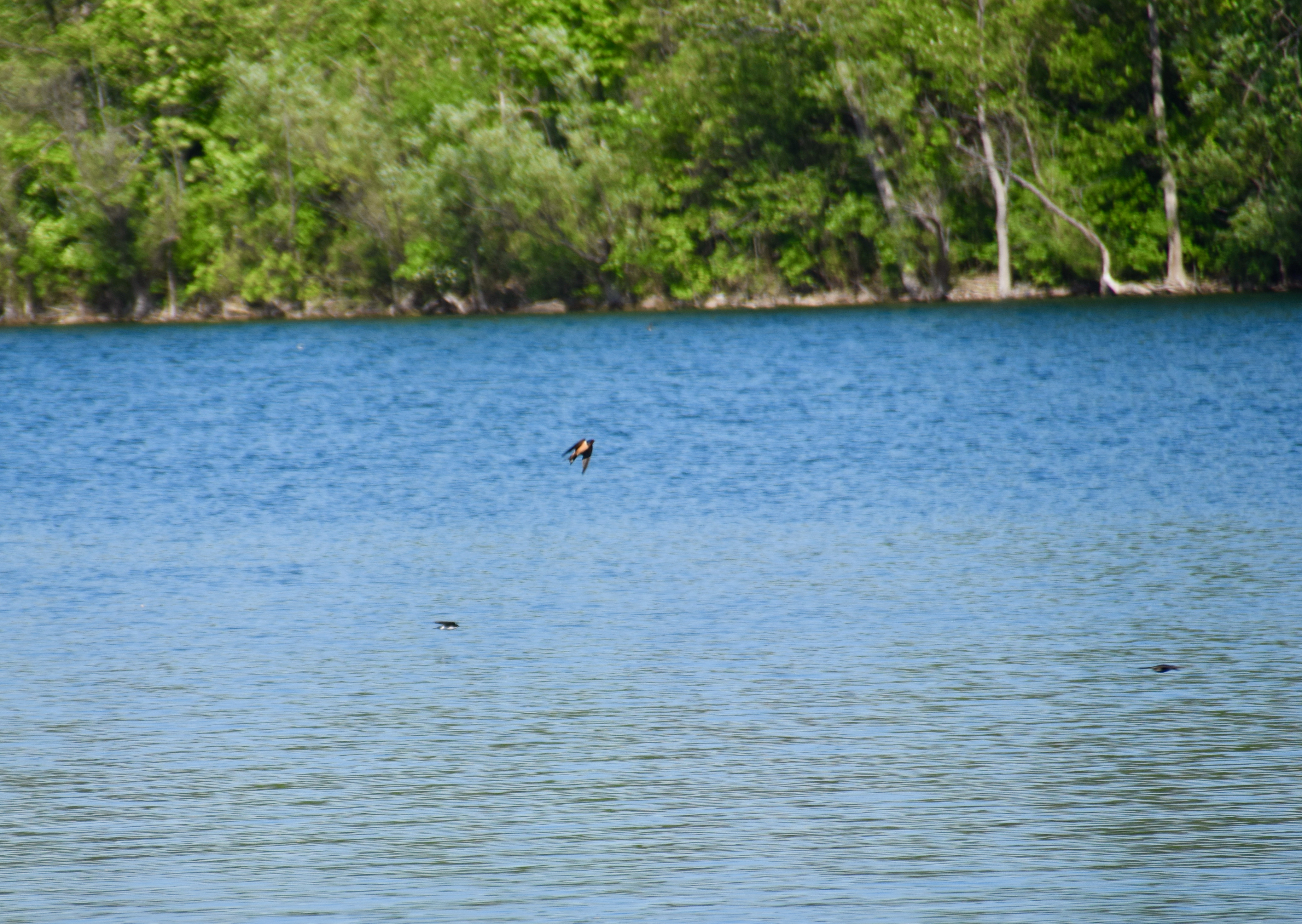 swallows-2