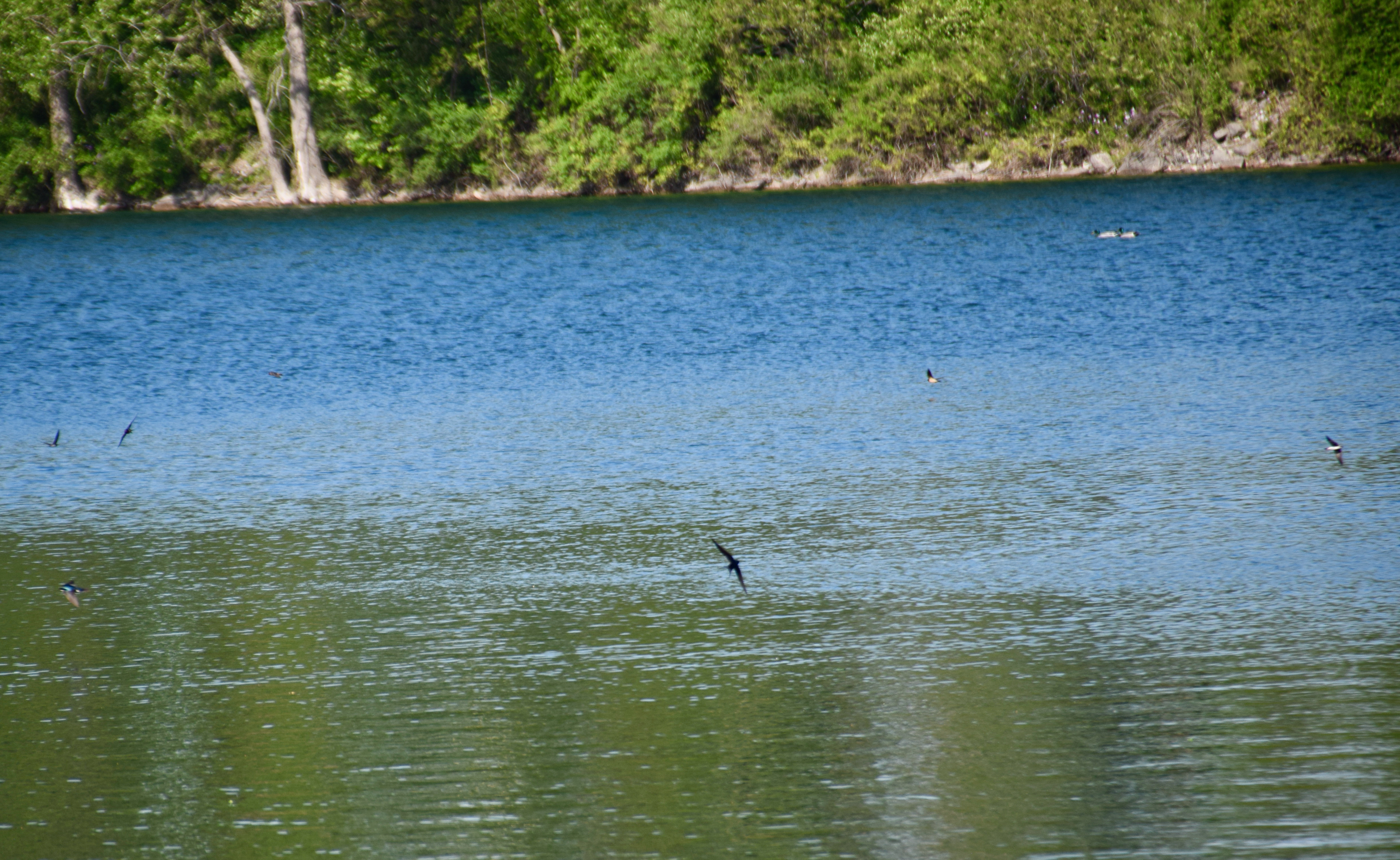 swallows