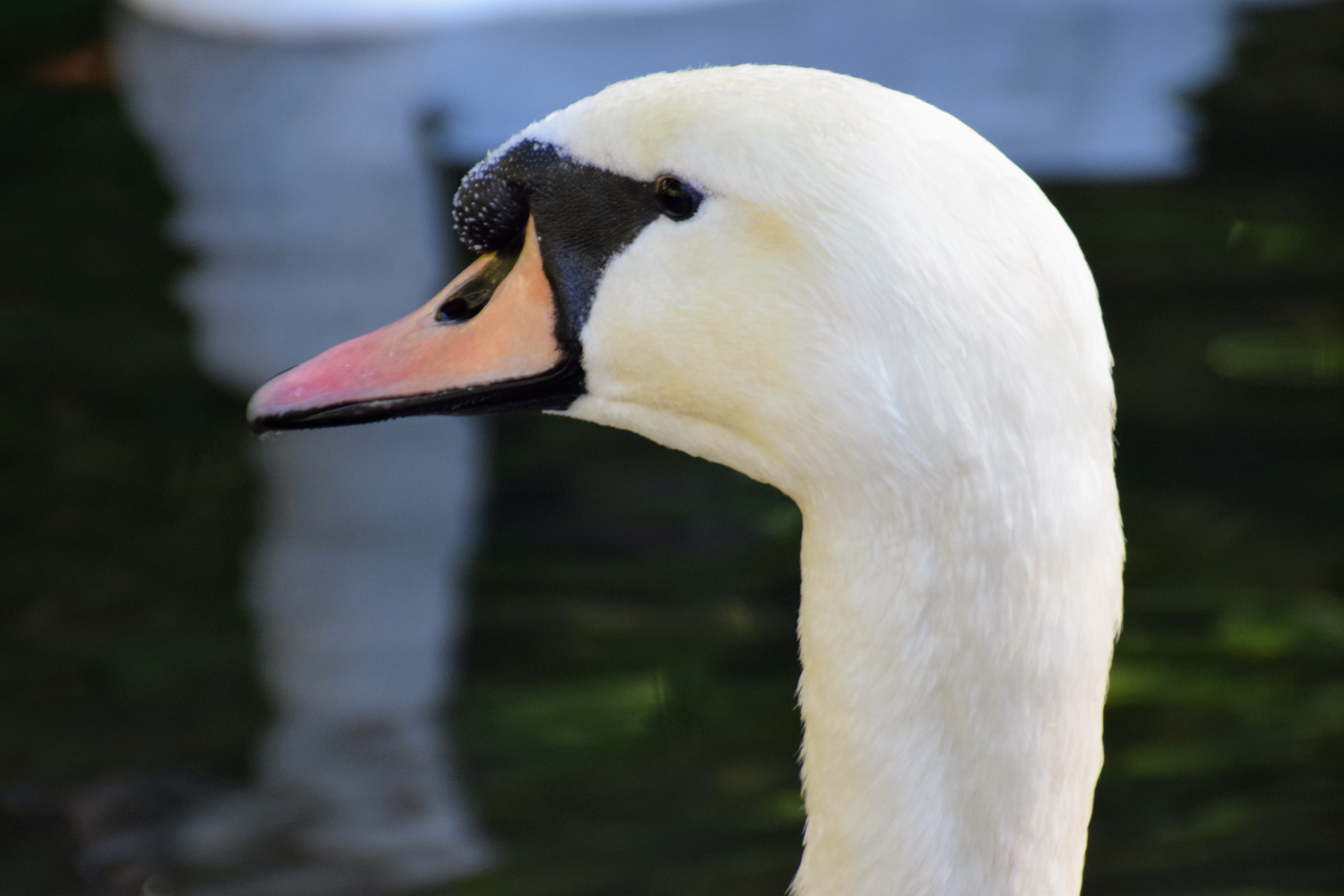 swan