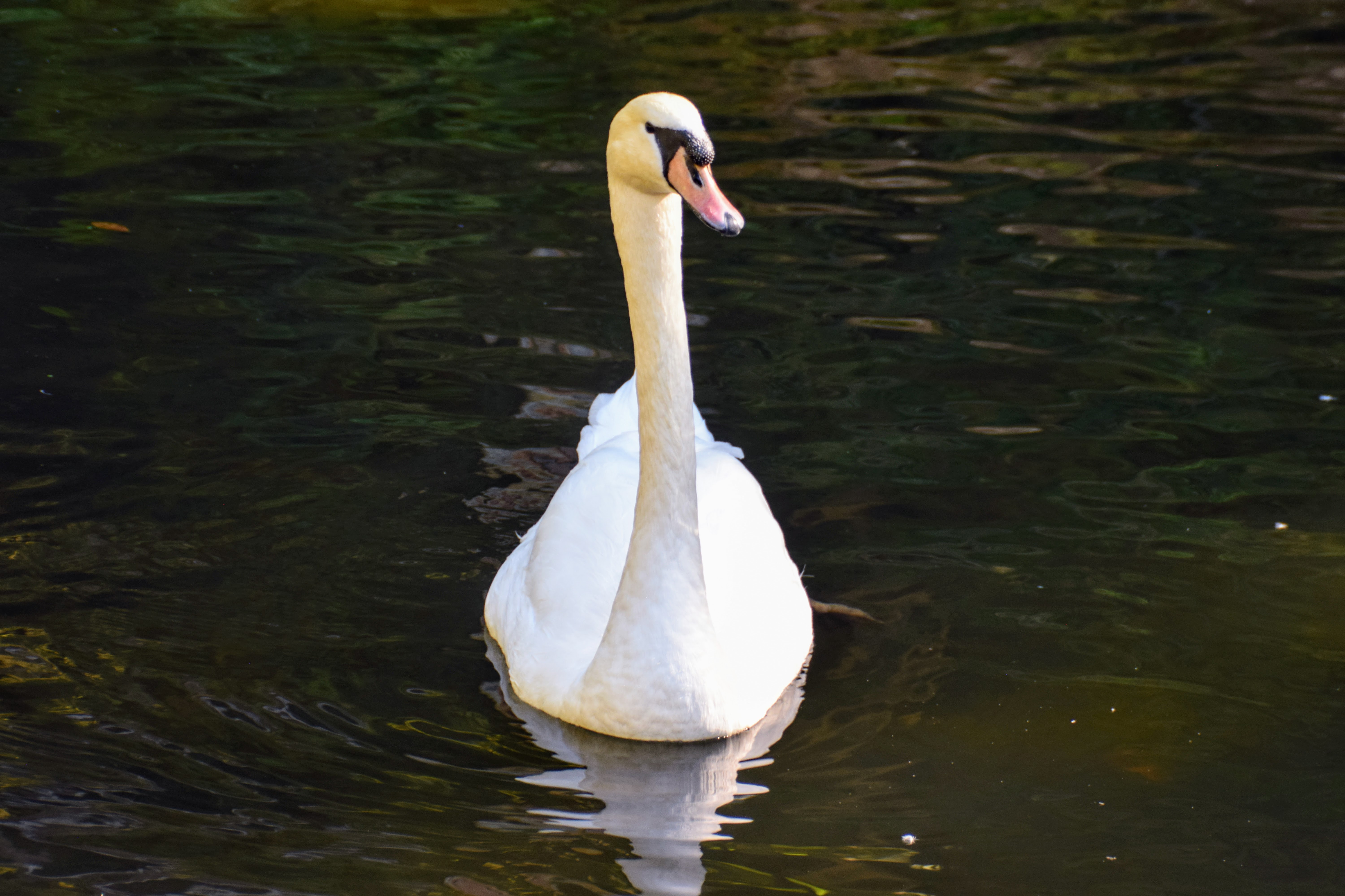 swan-2