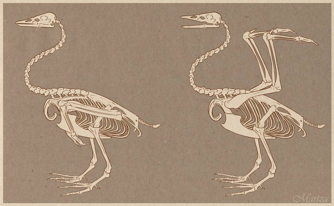 swan-skeleton