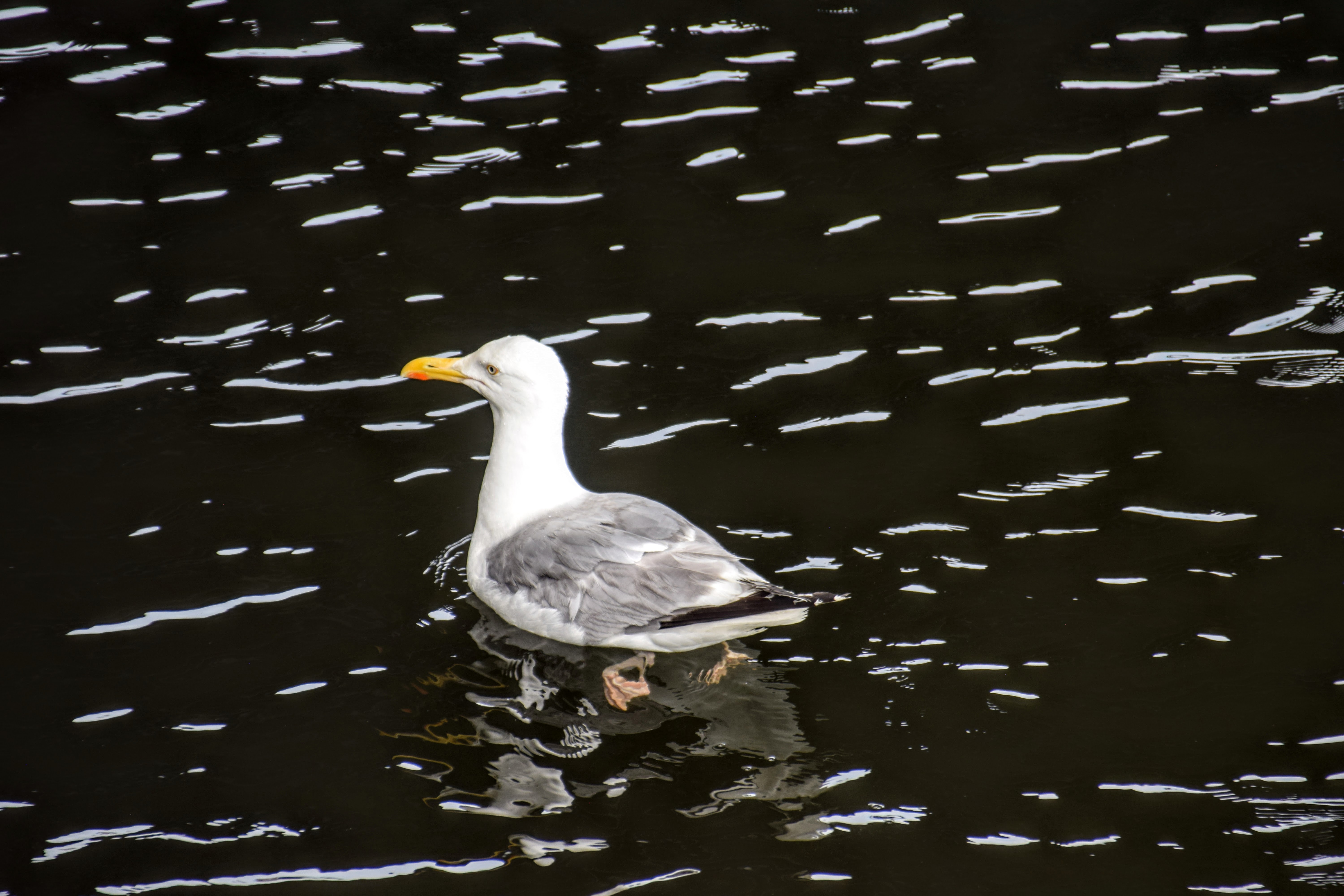 gull3