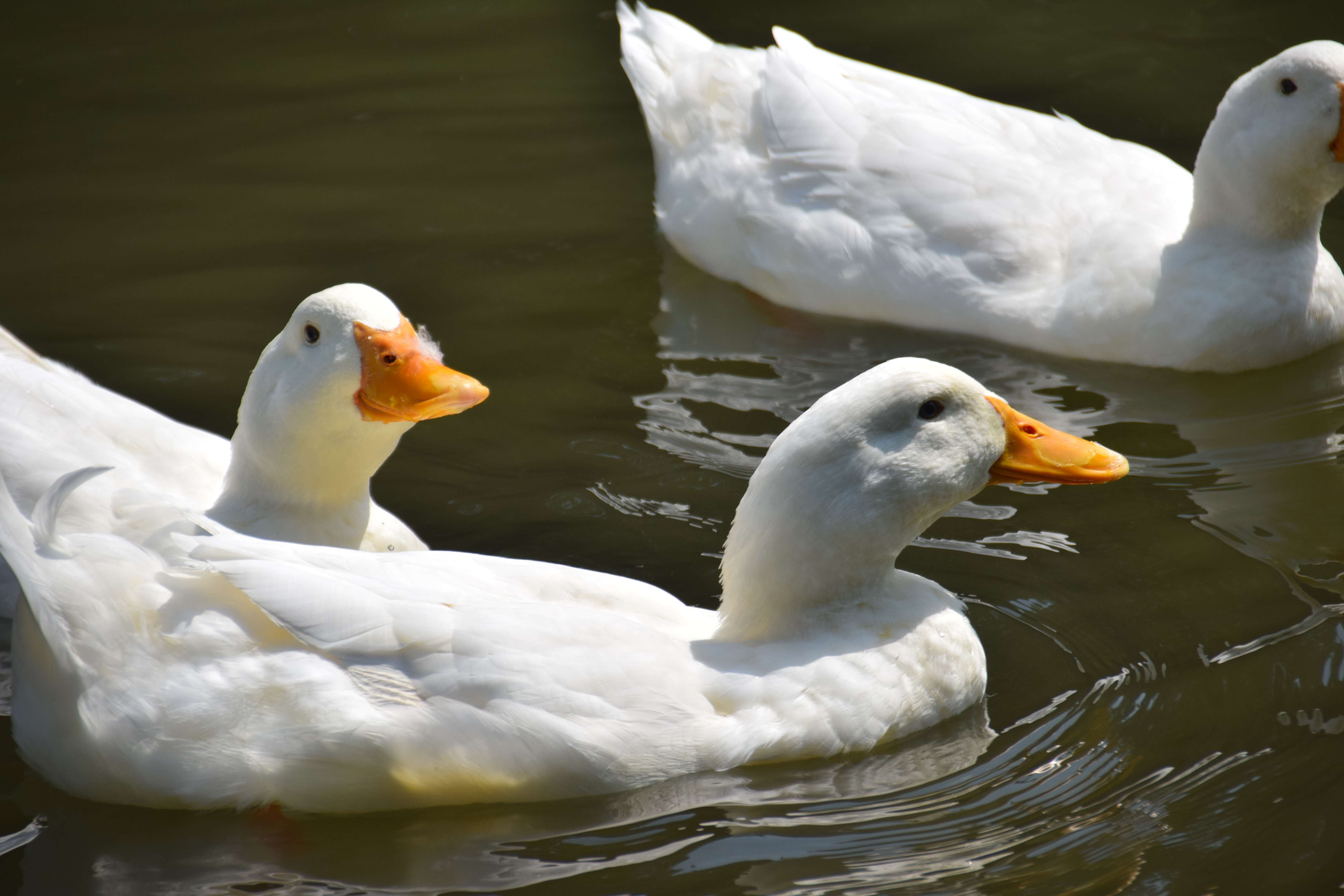 snow-goose