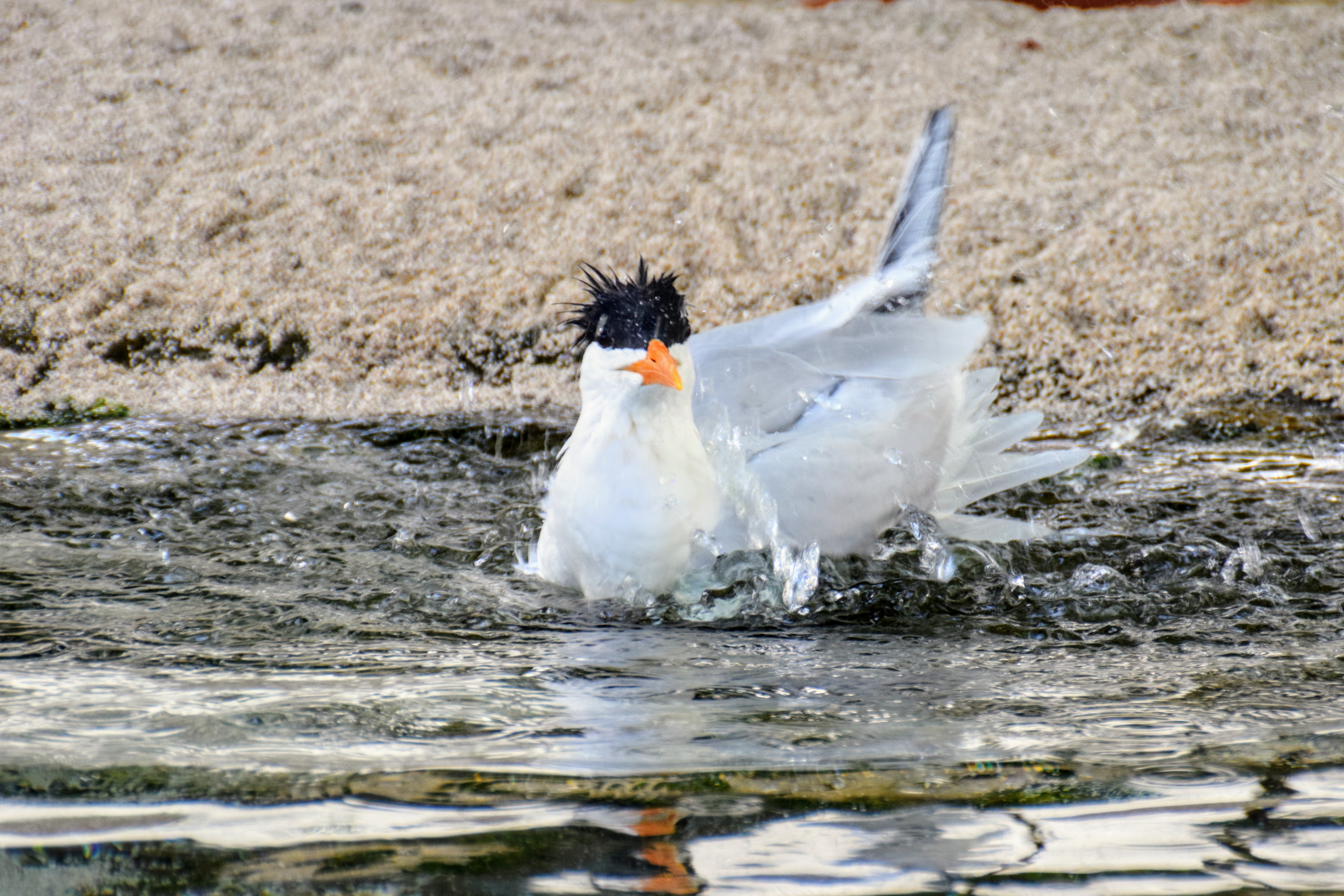 tern