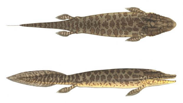 tiktaalik