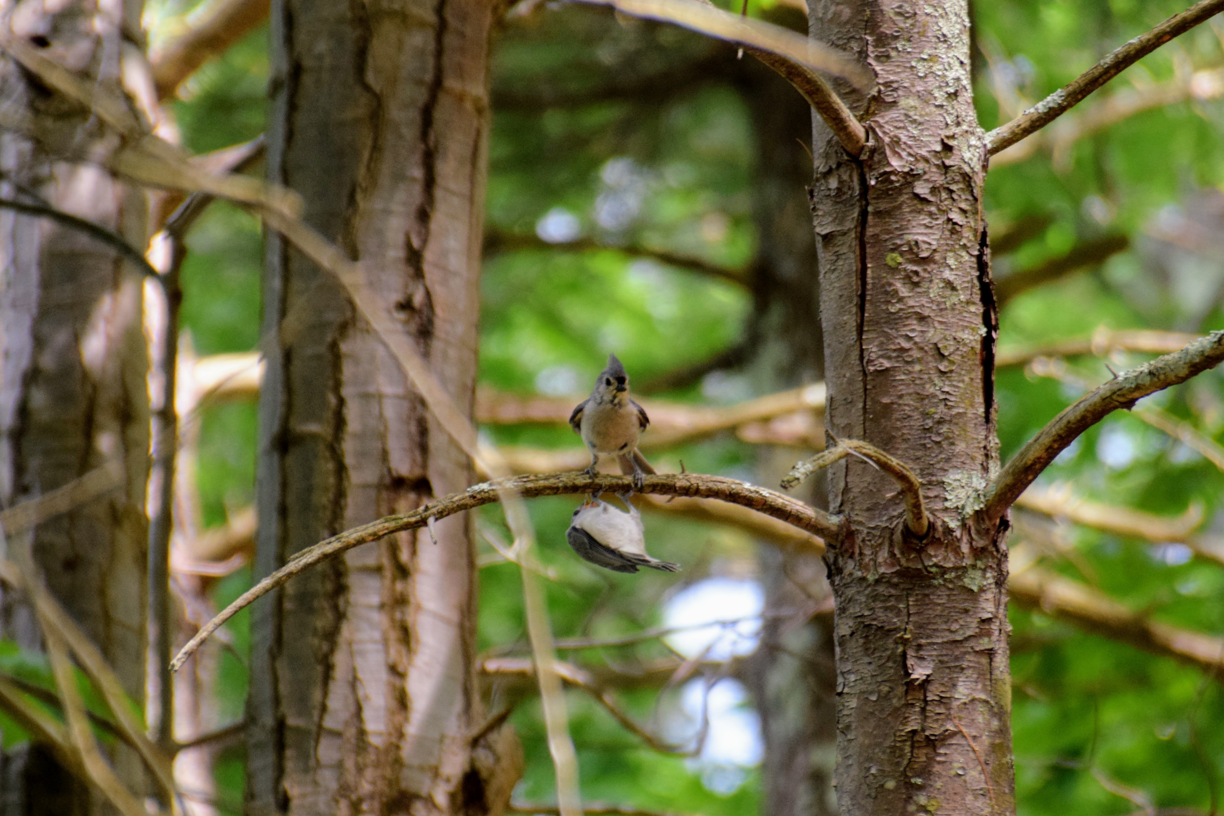 titmice