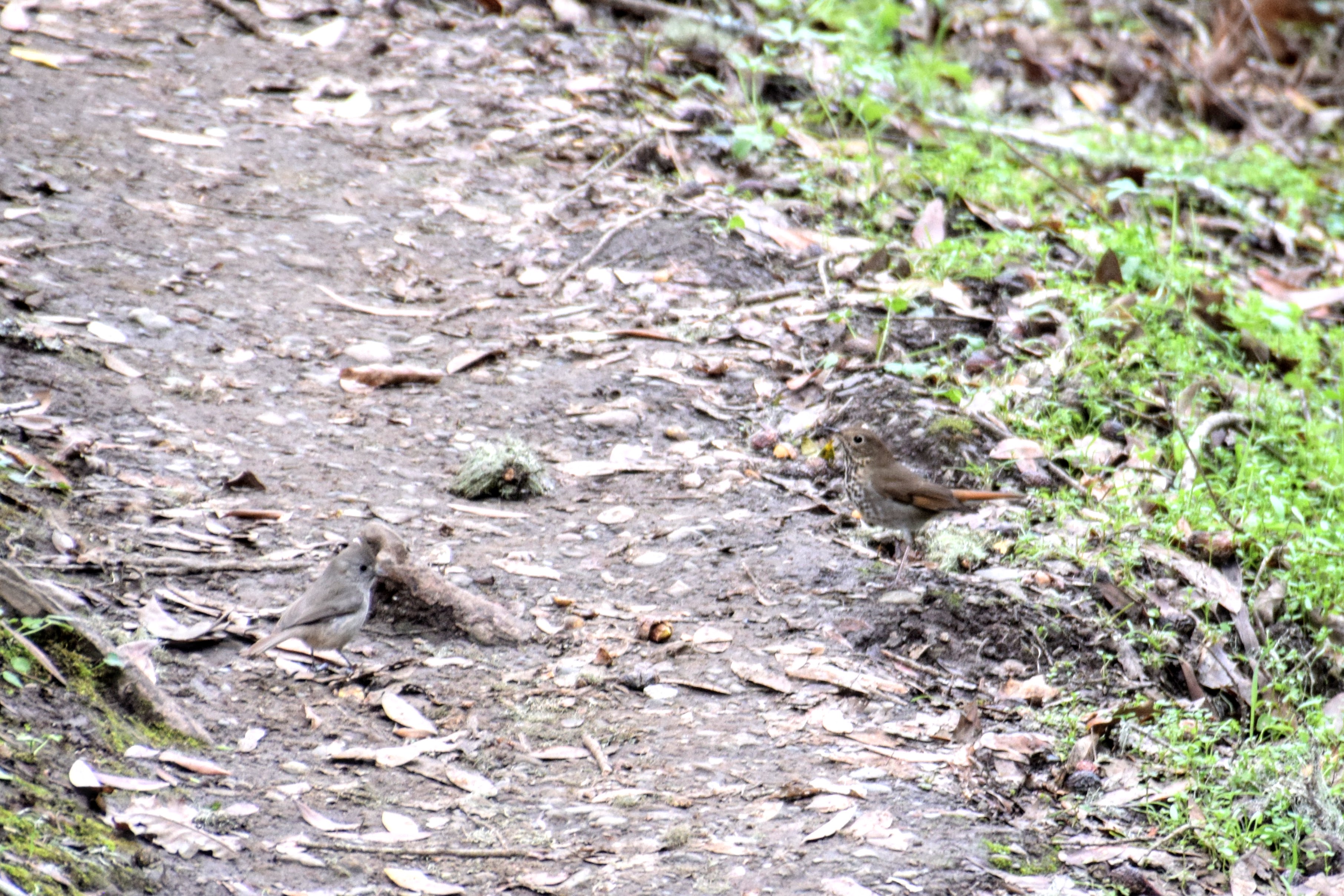 hermit-titmouse