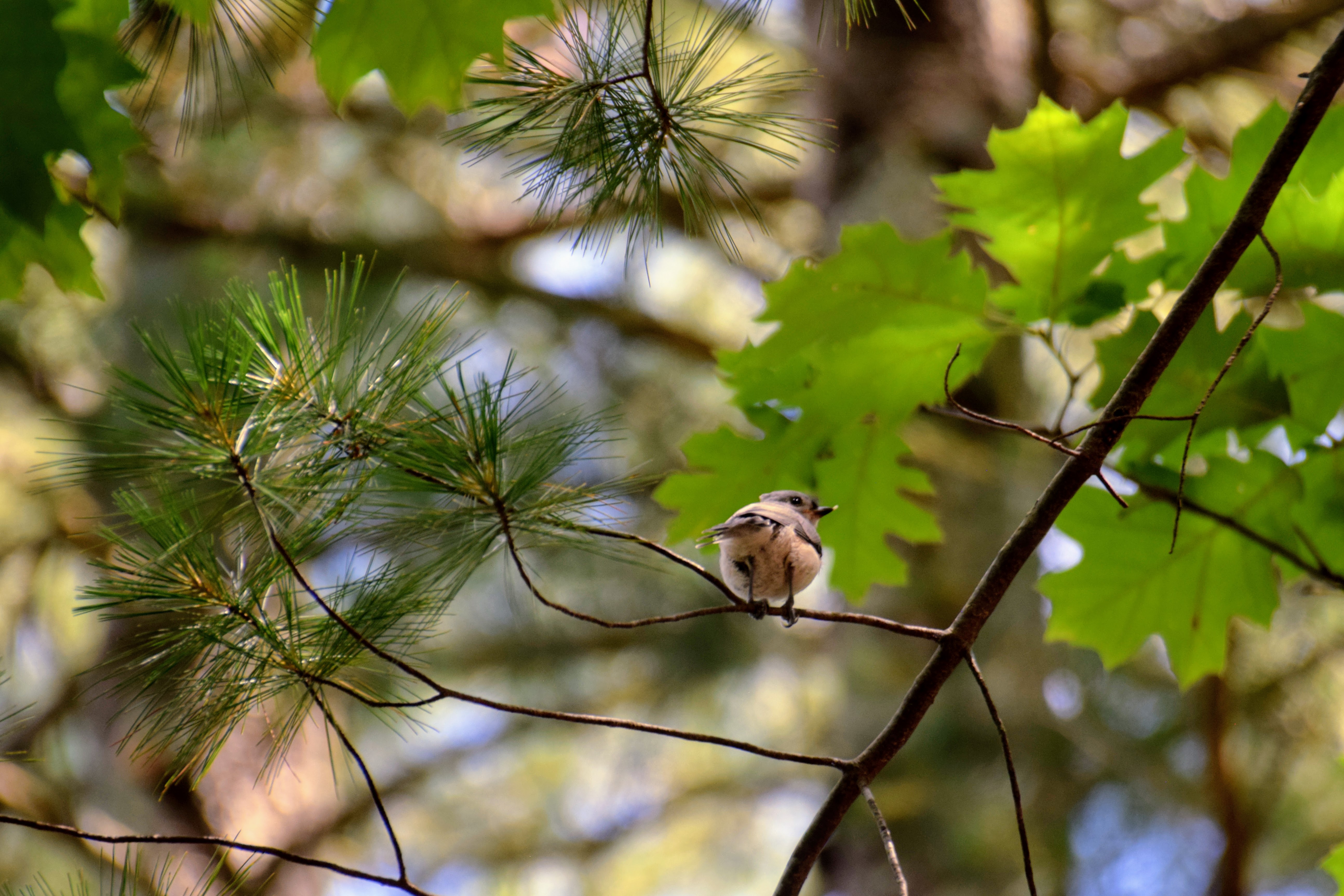 titmouse