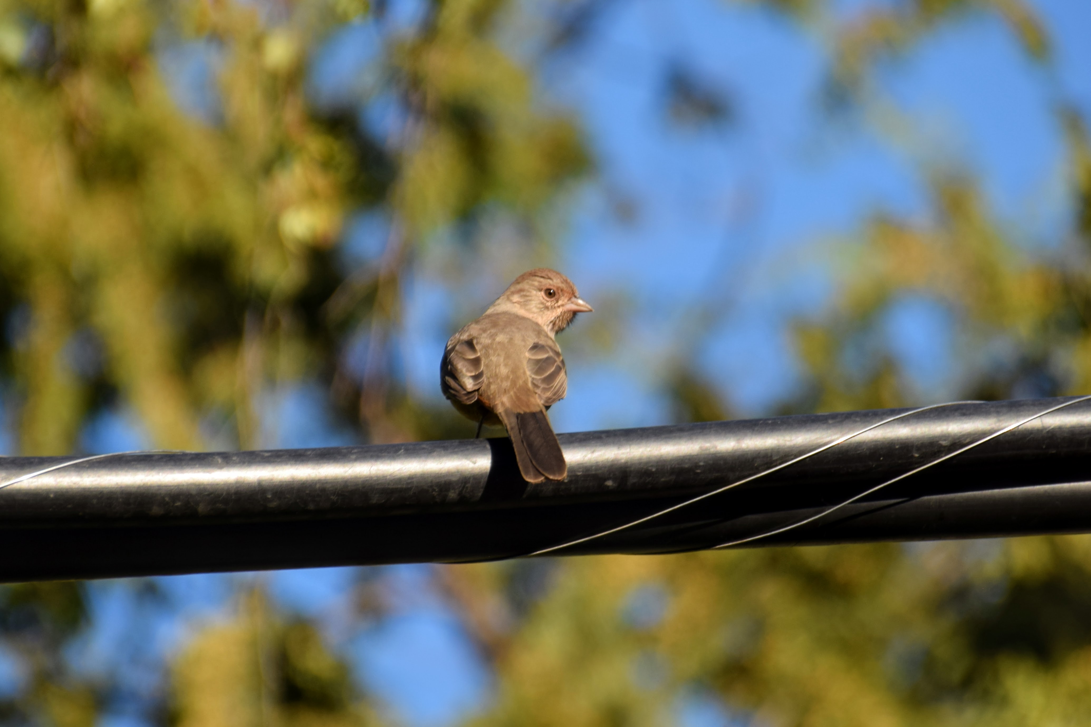 towhee-look