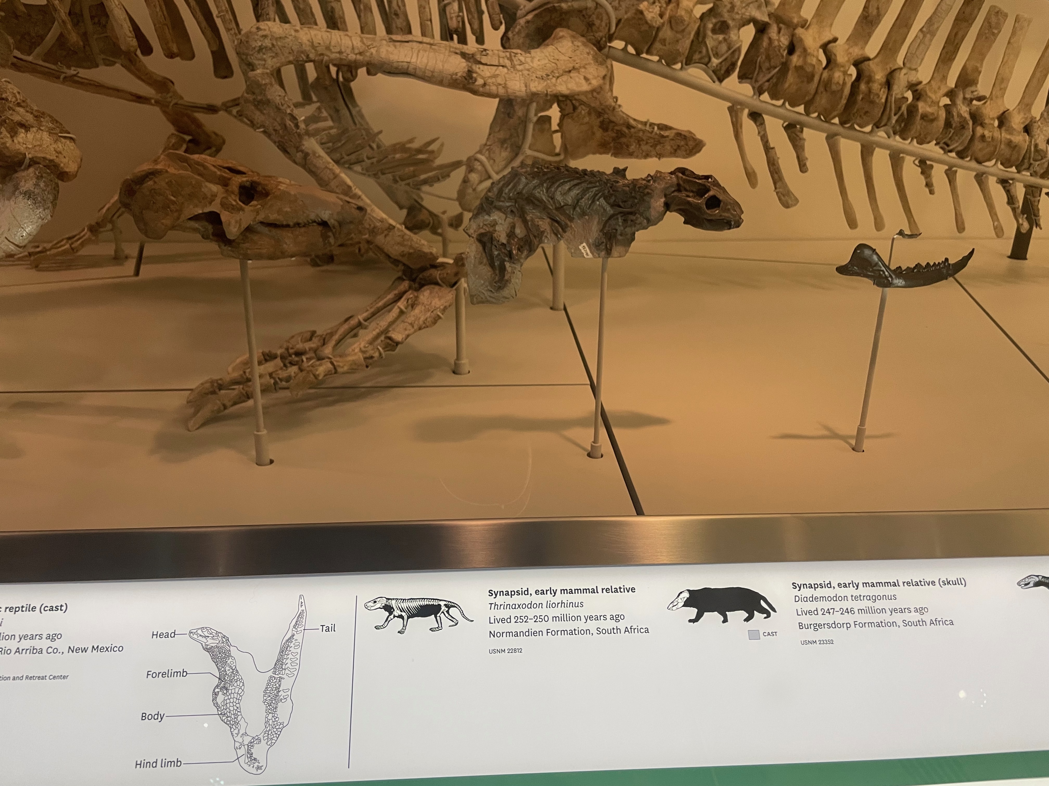 triassic-mammals