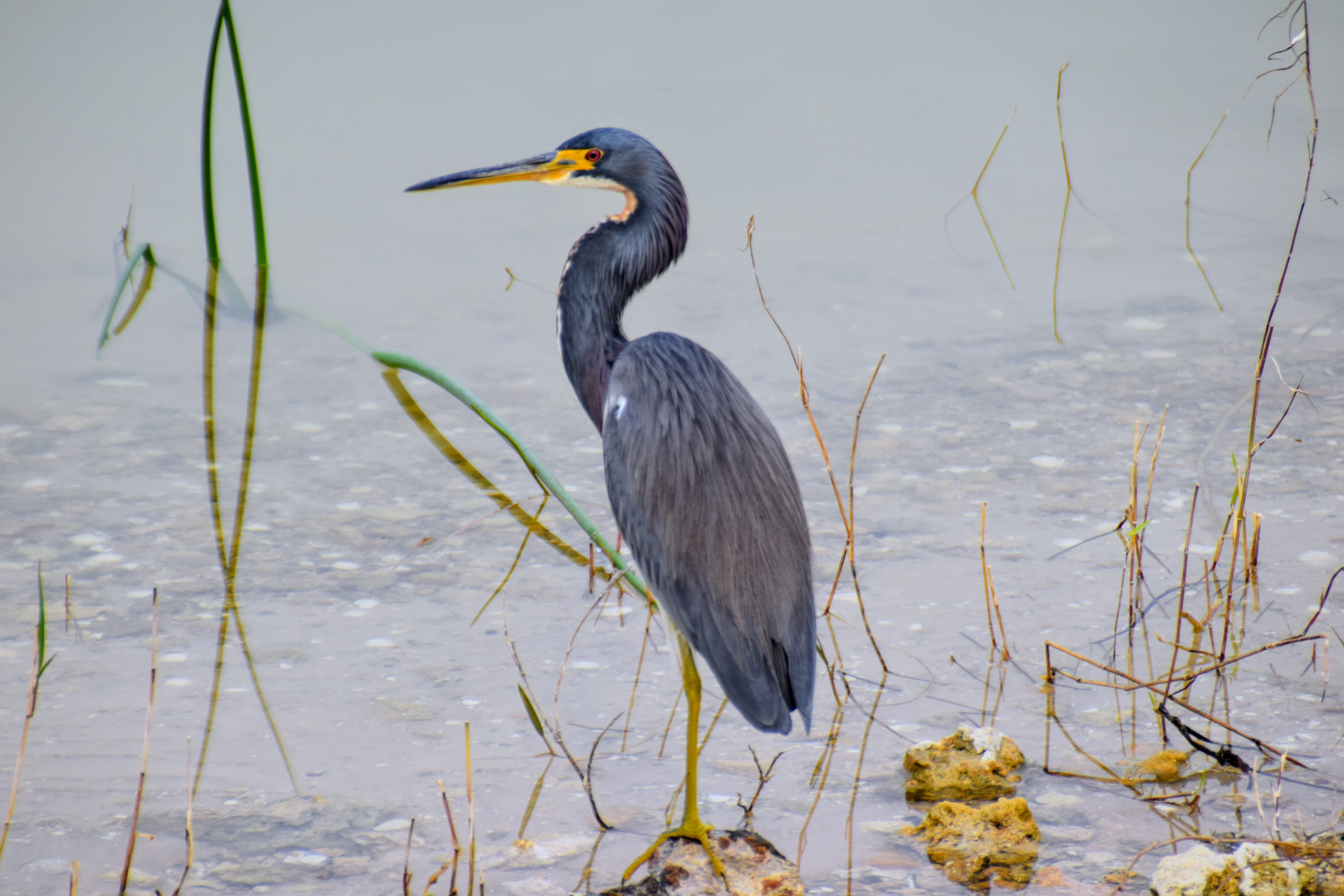 Dinosaur Photography 10: Florida Winter Birds