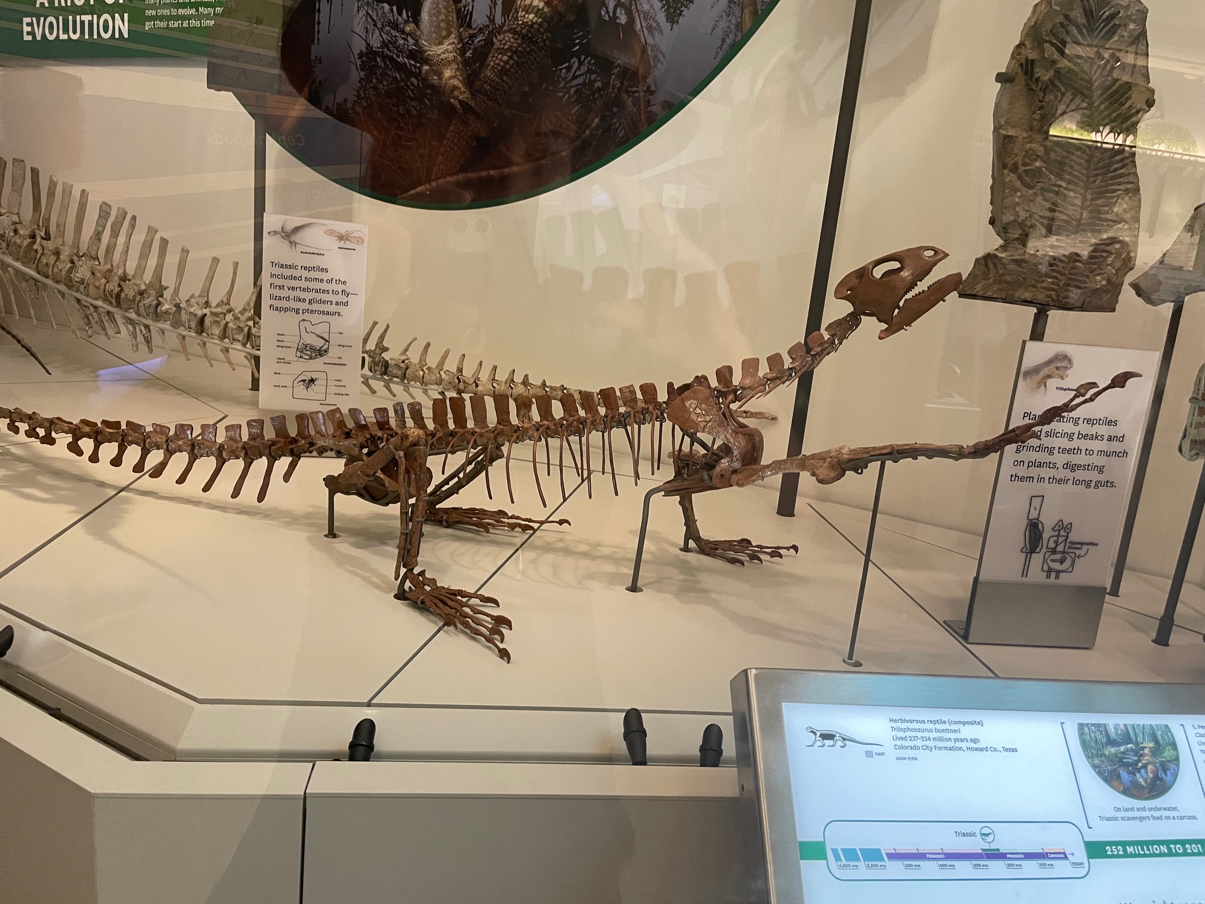 trilophosaurus