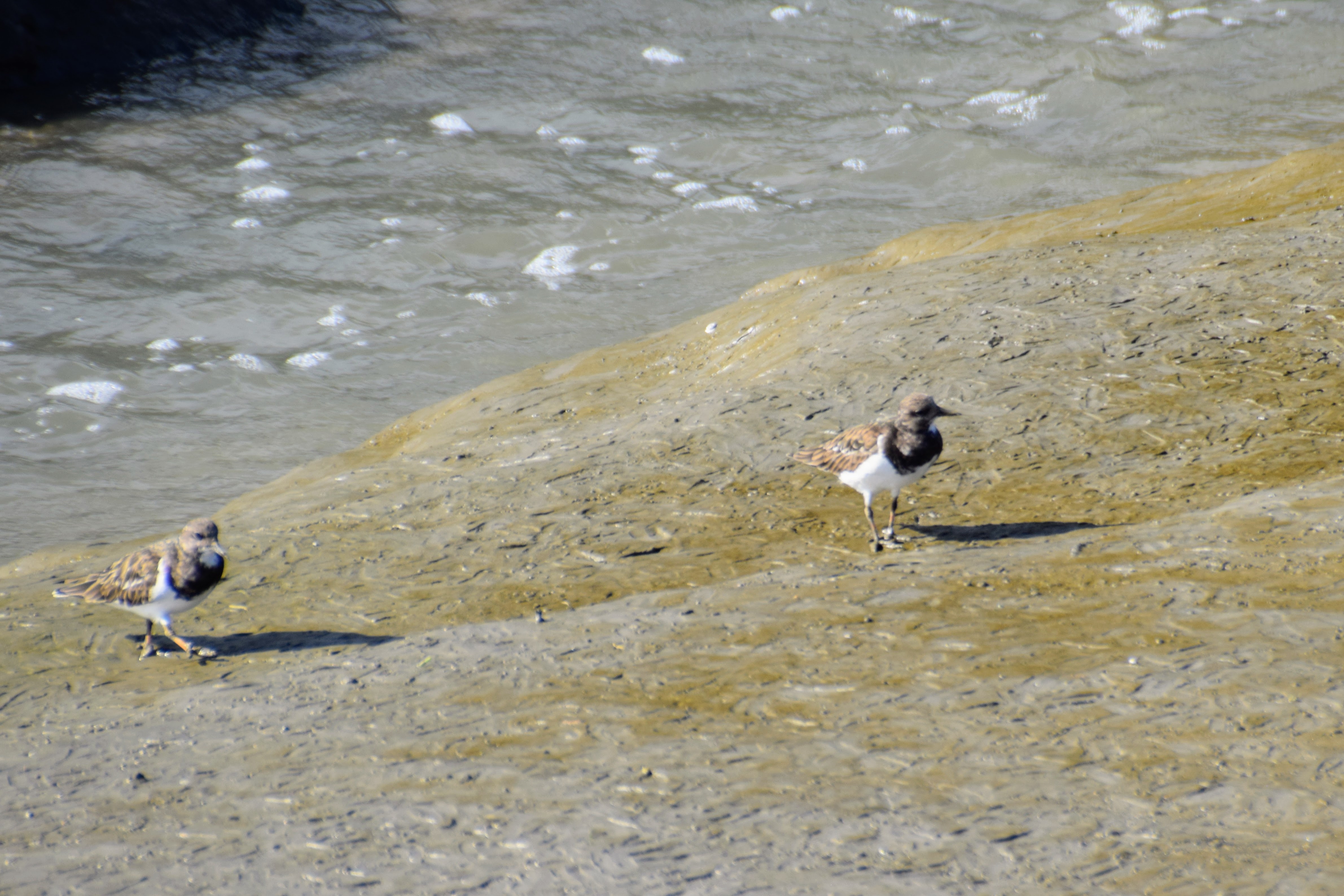 turnstone