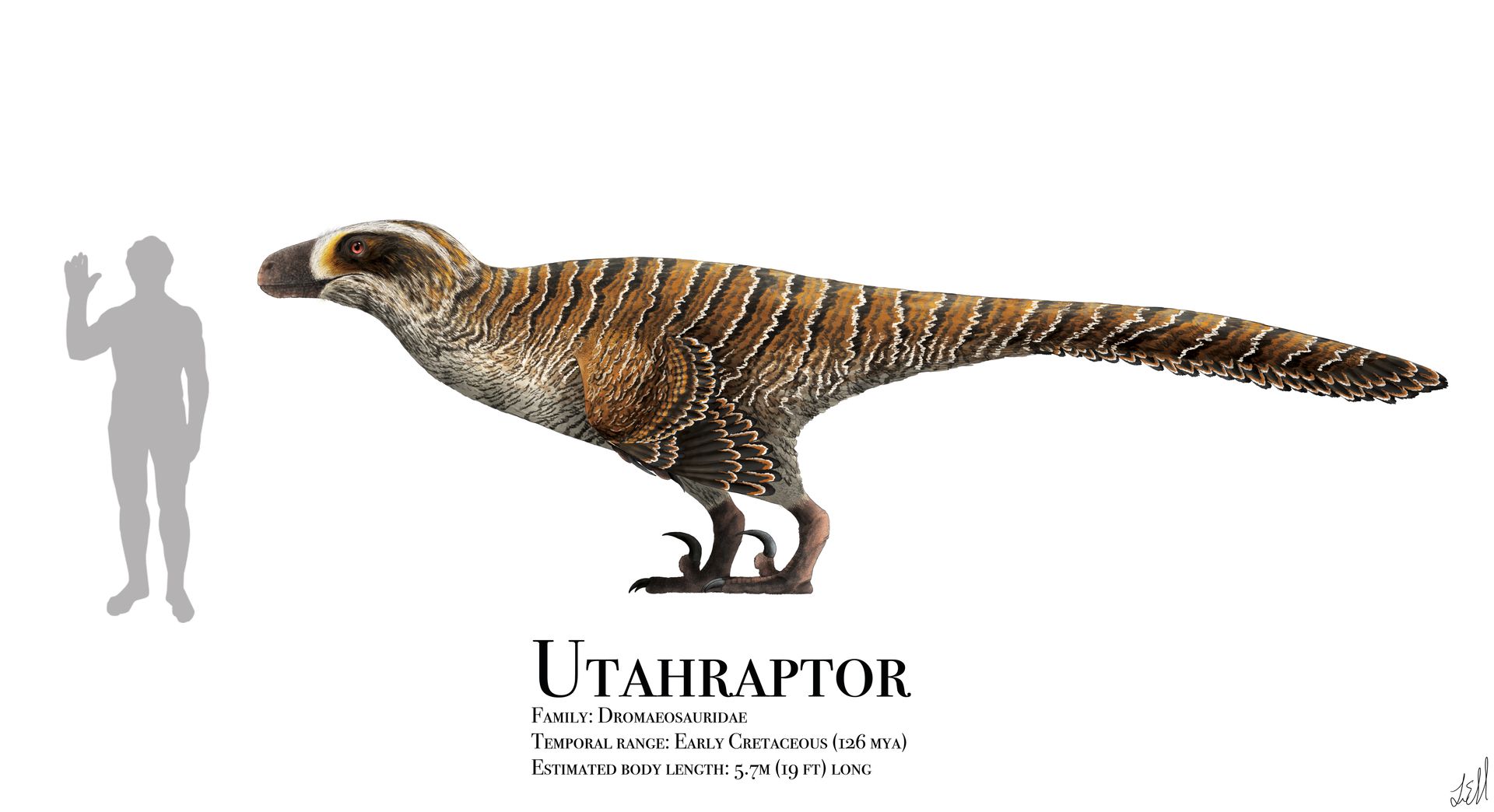 Why does a not rendered in deinonychus look like a troodon(I