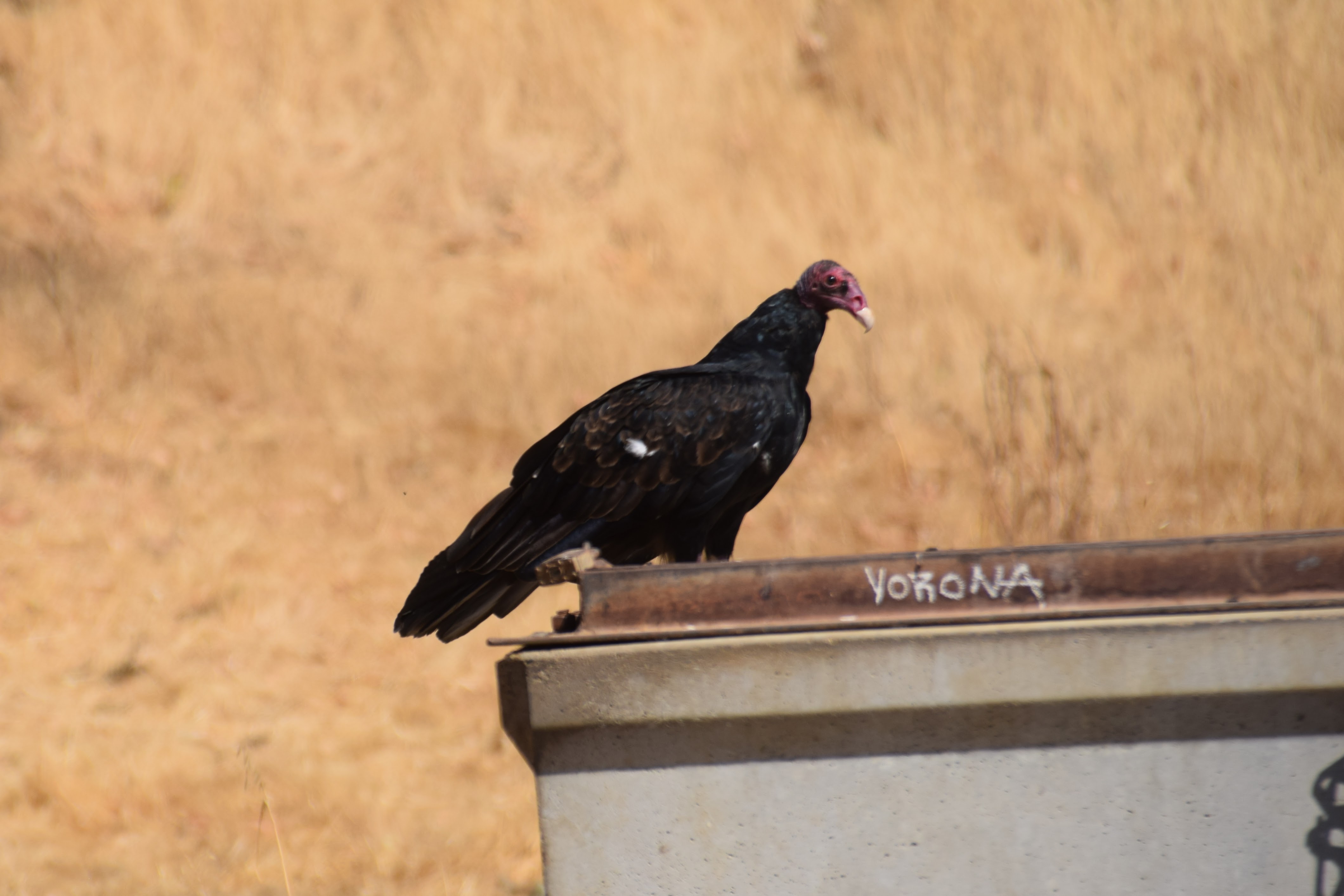 turkey vulture