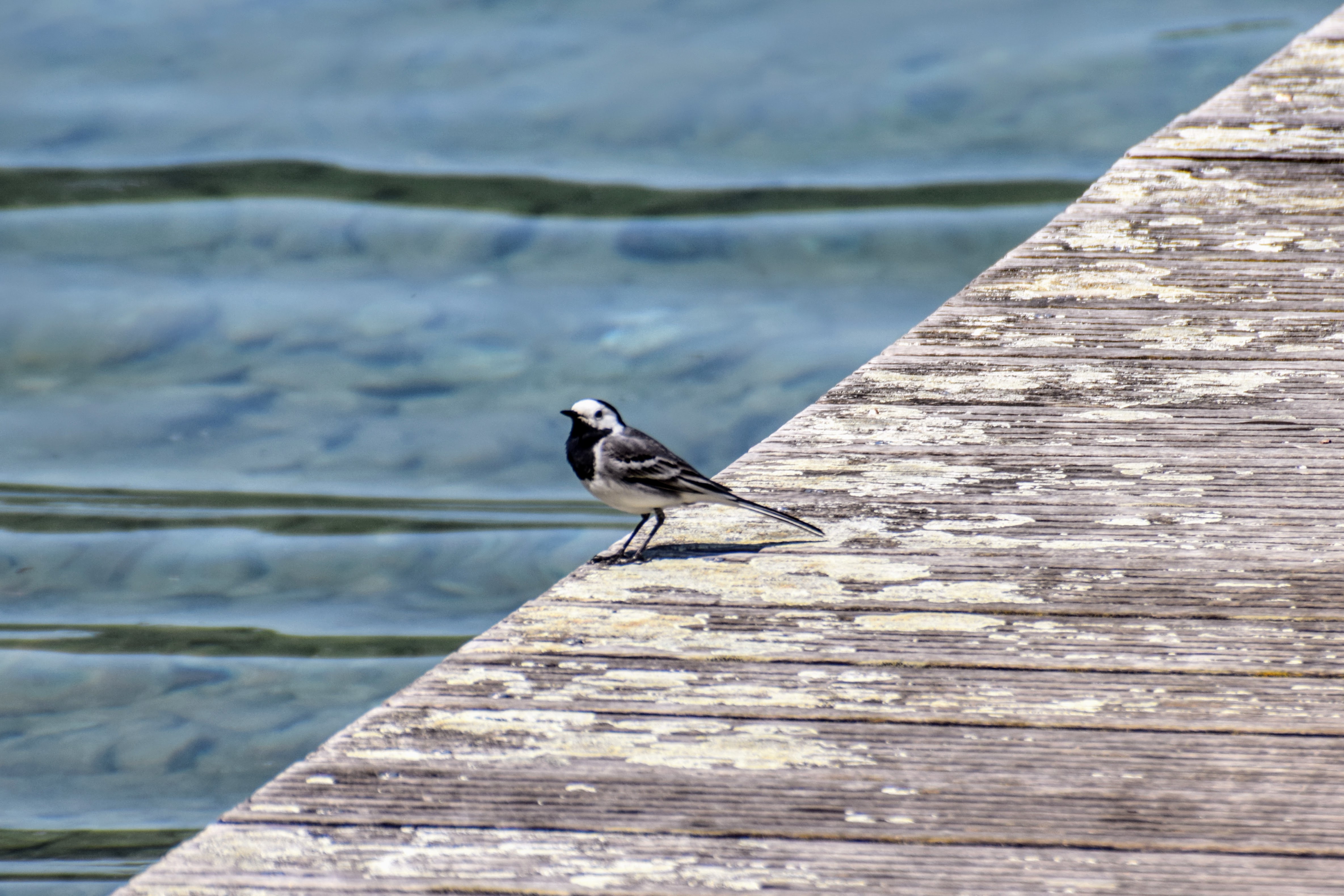 wagtail