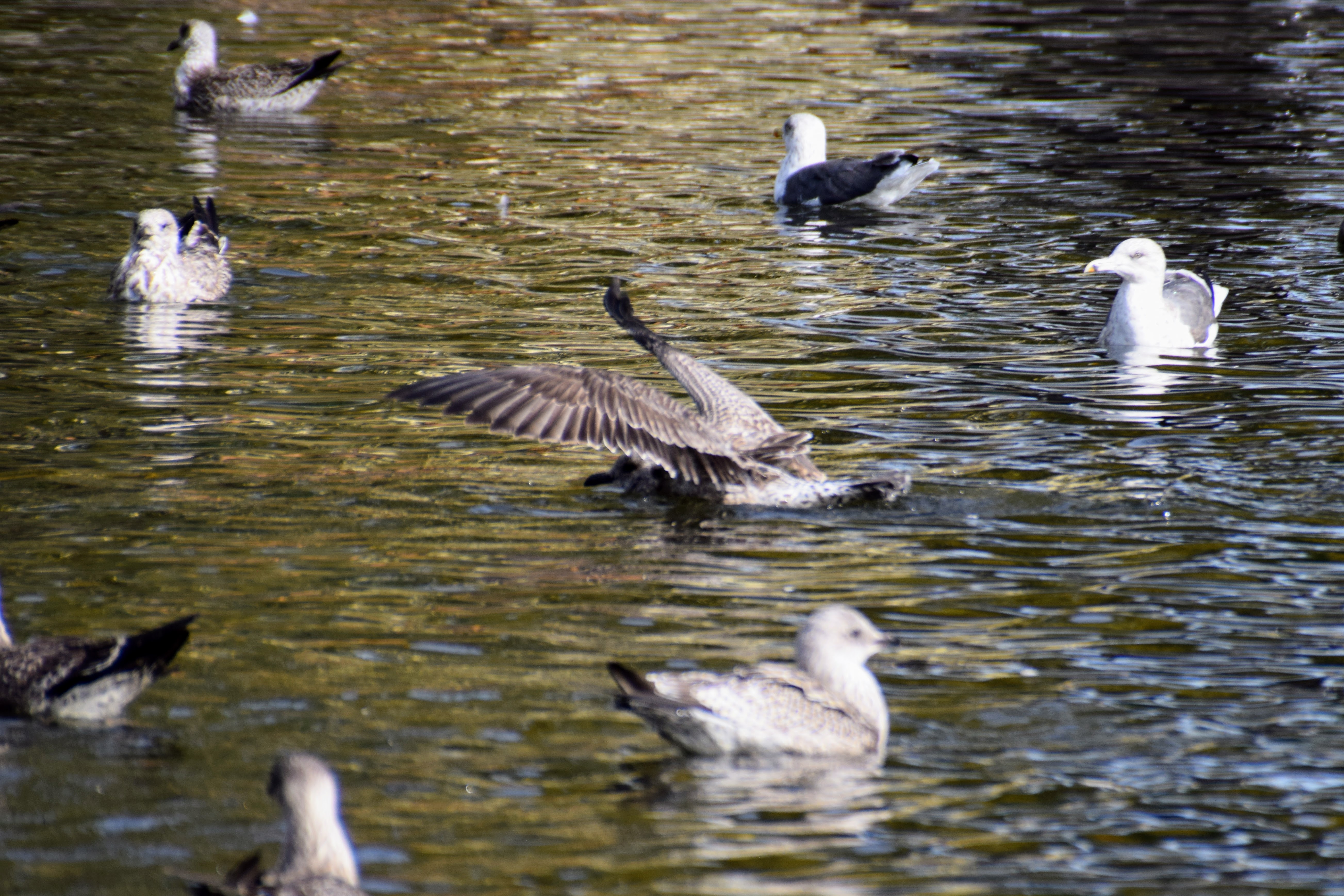 water-takeoff