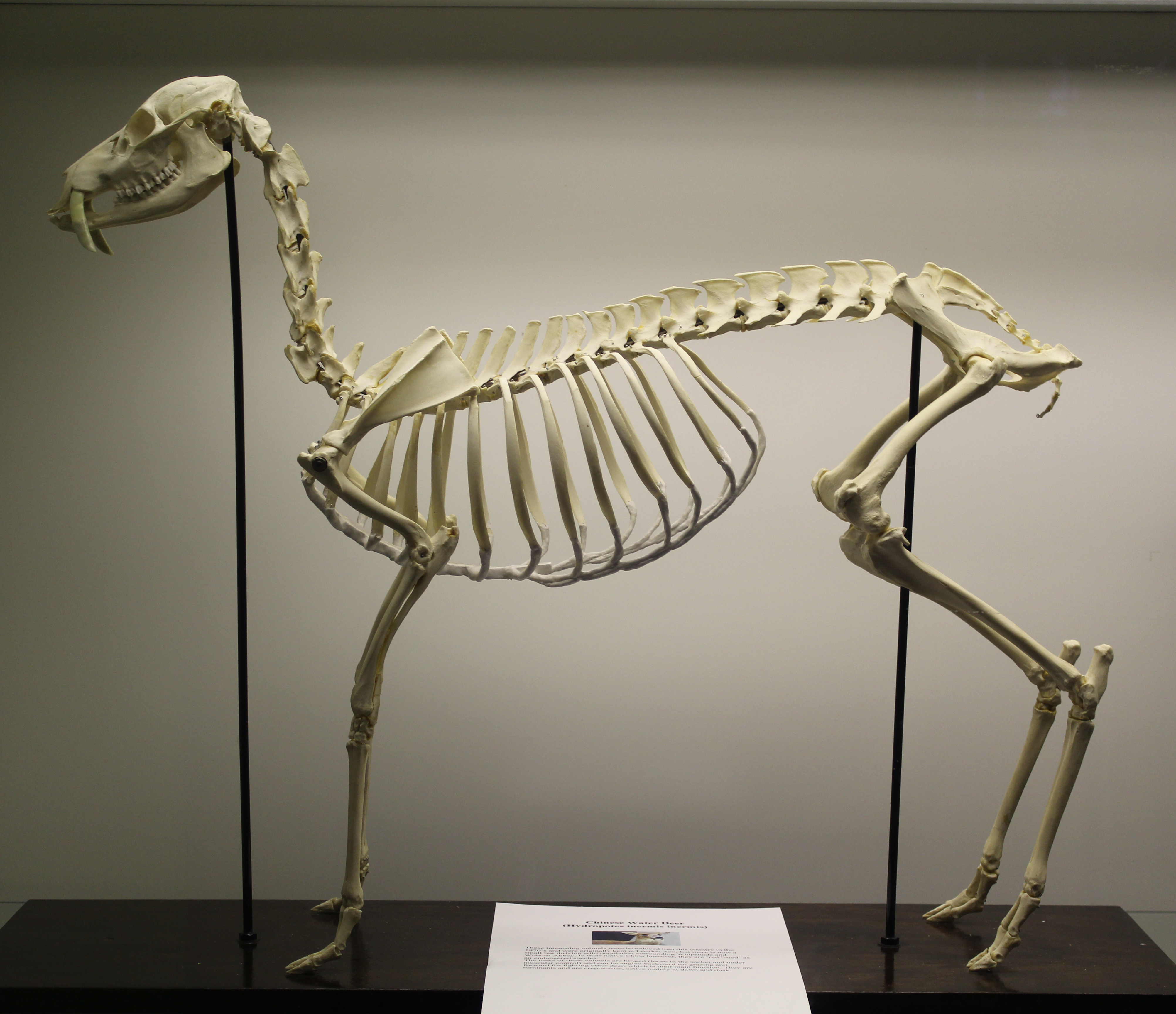 deer-skeleton