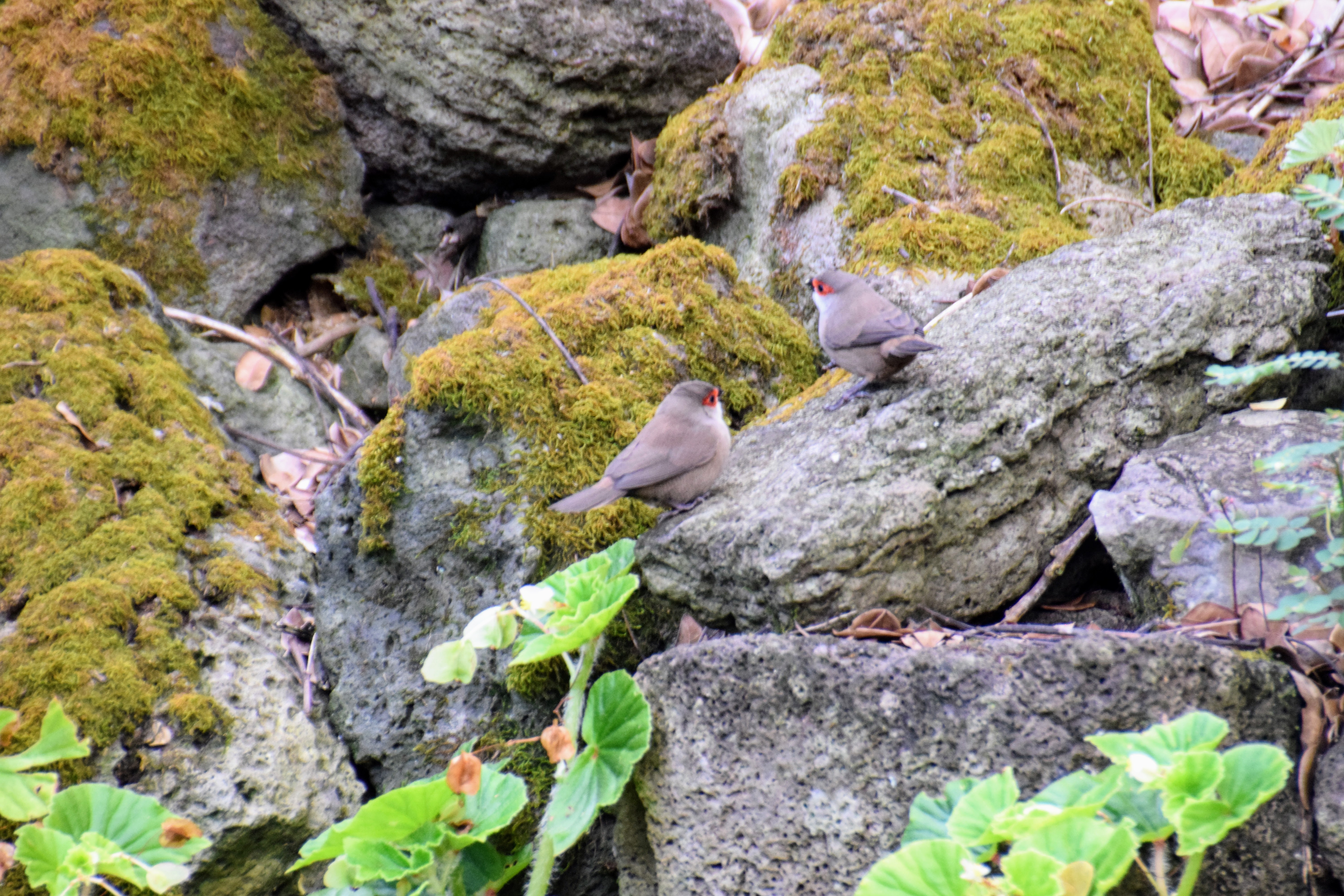 waxbill