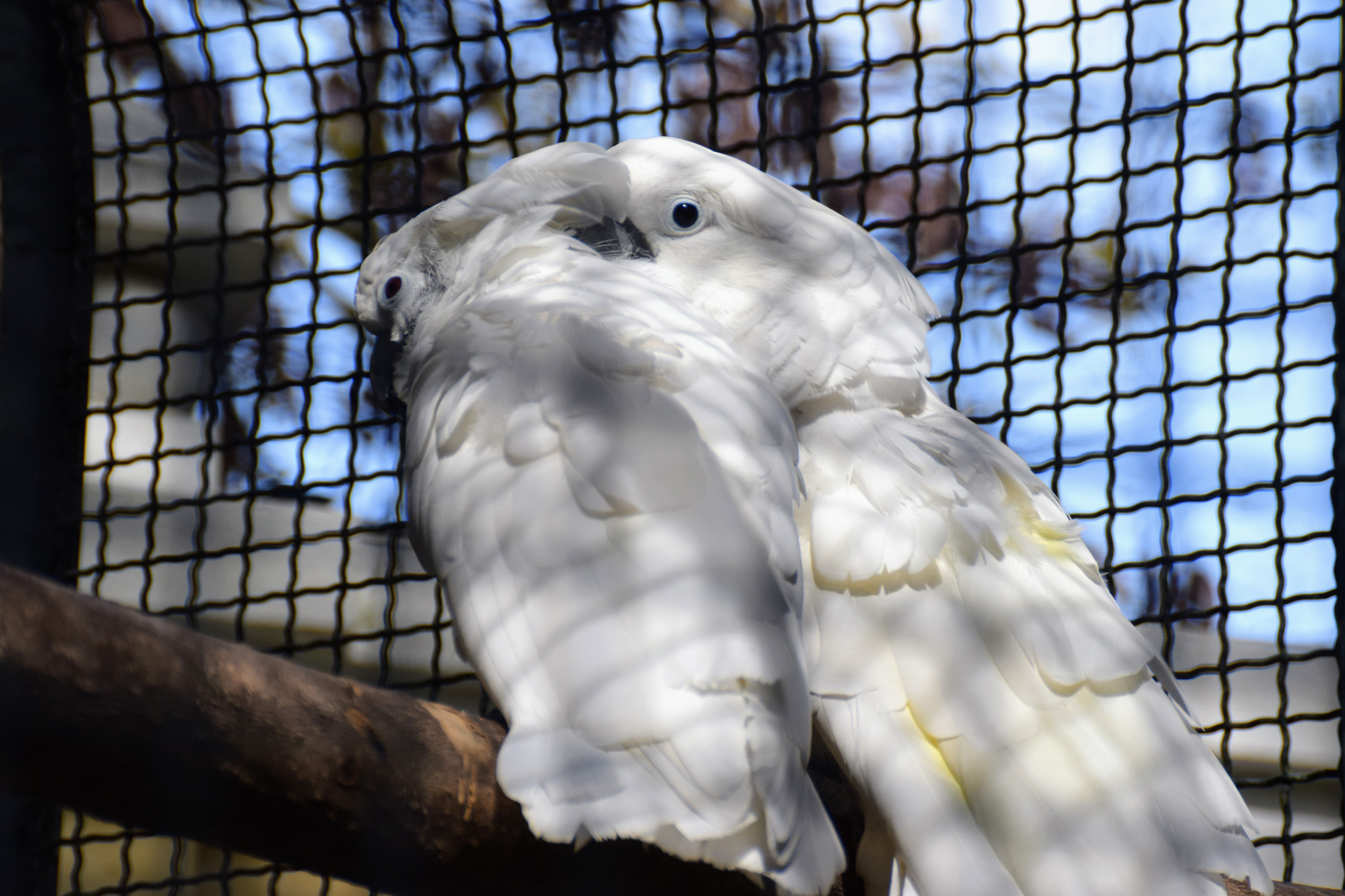 white-cockatoo