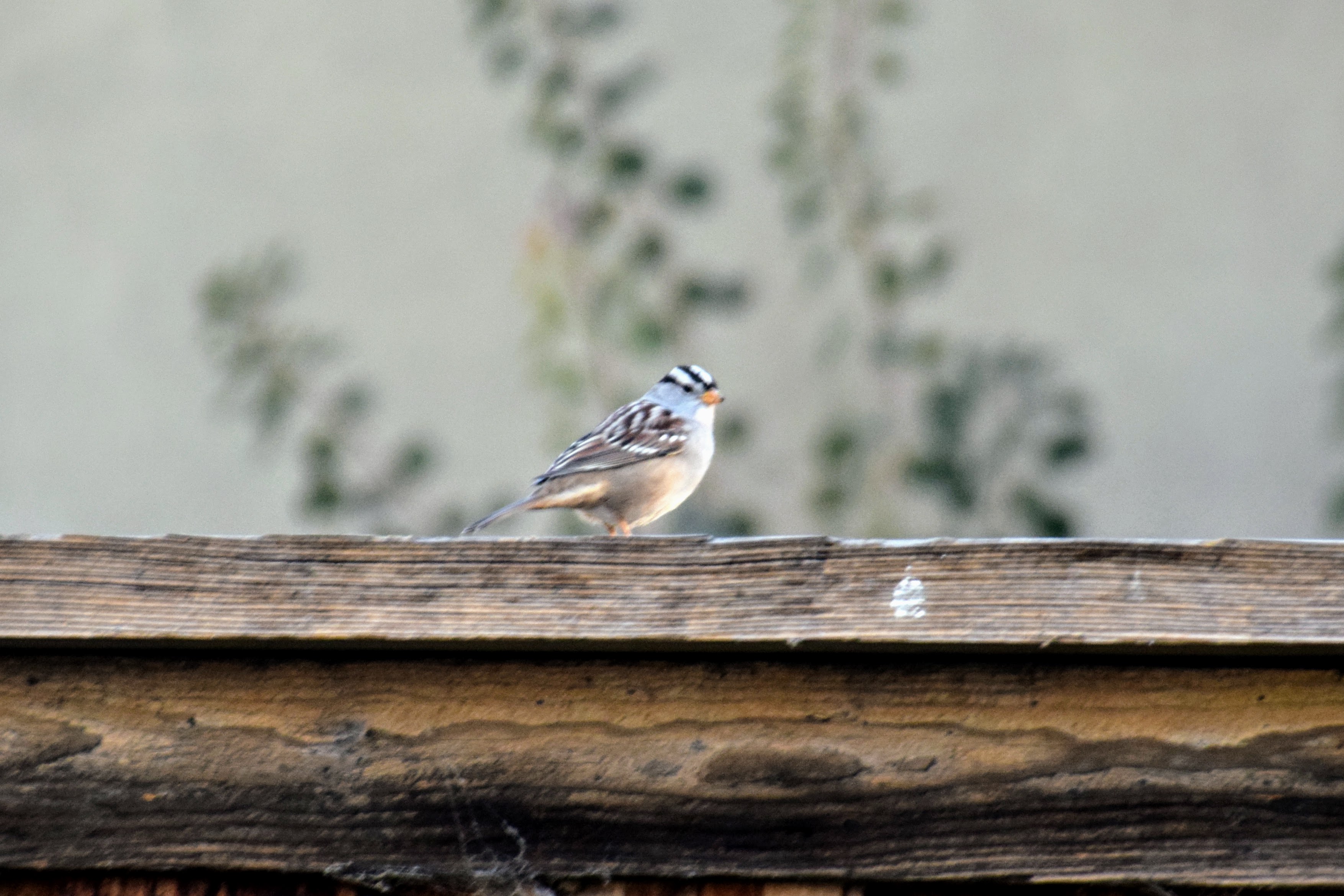 white-crowned