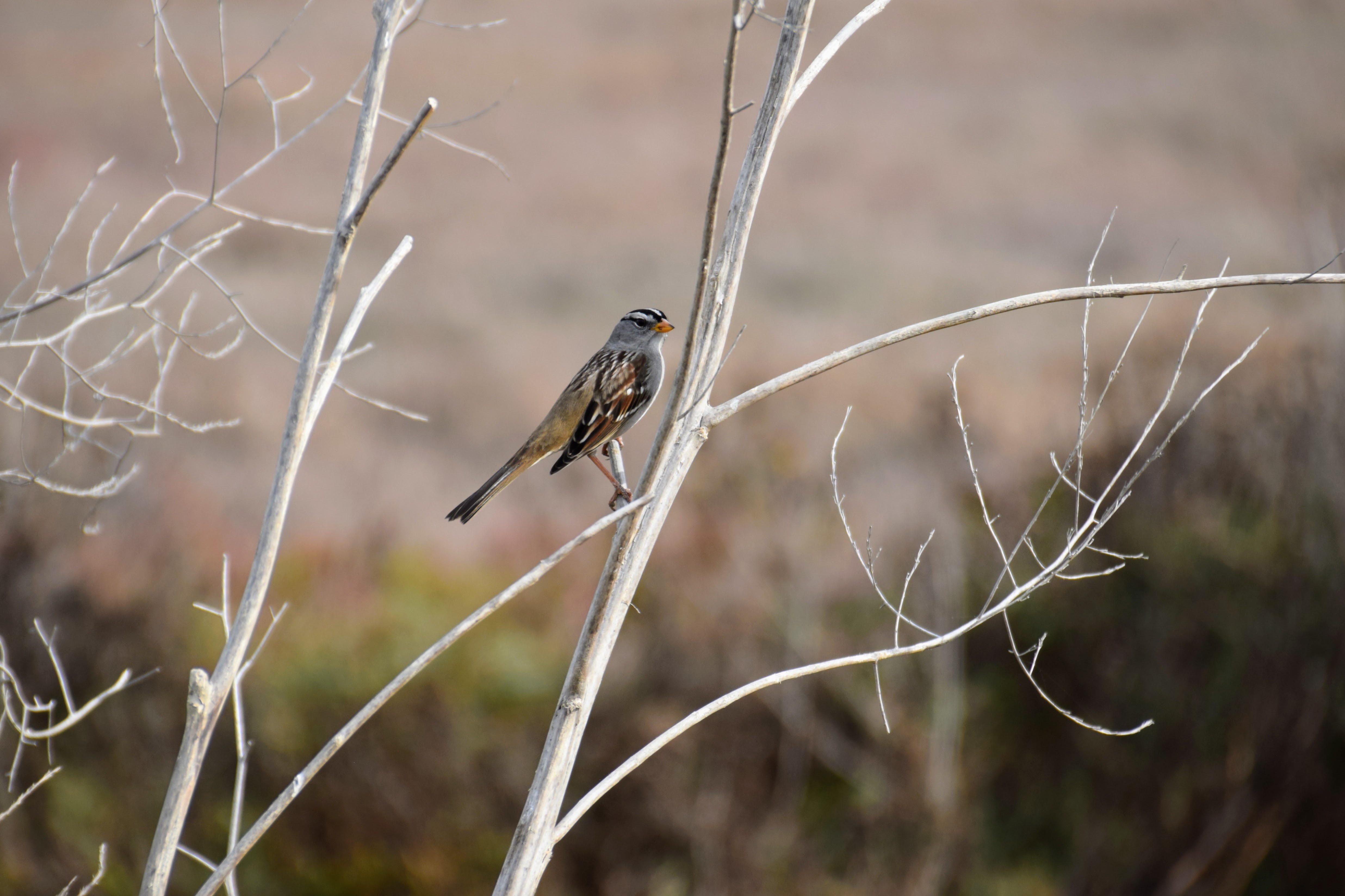 white-crowned