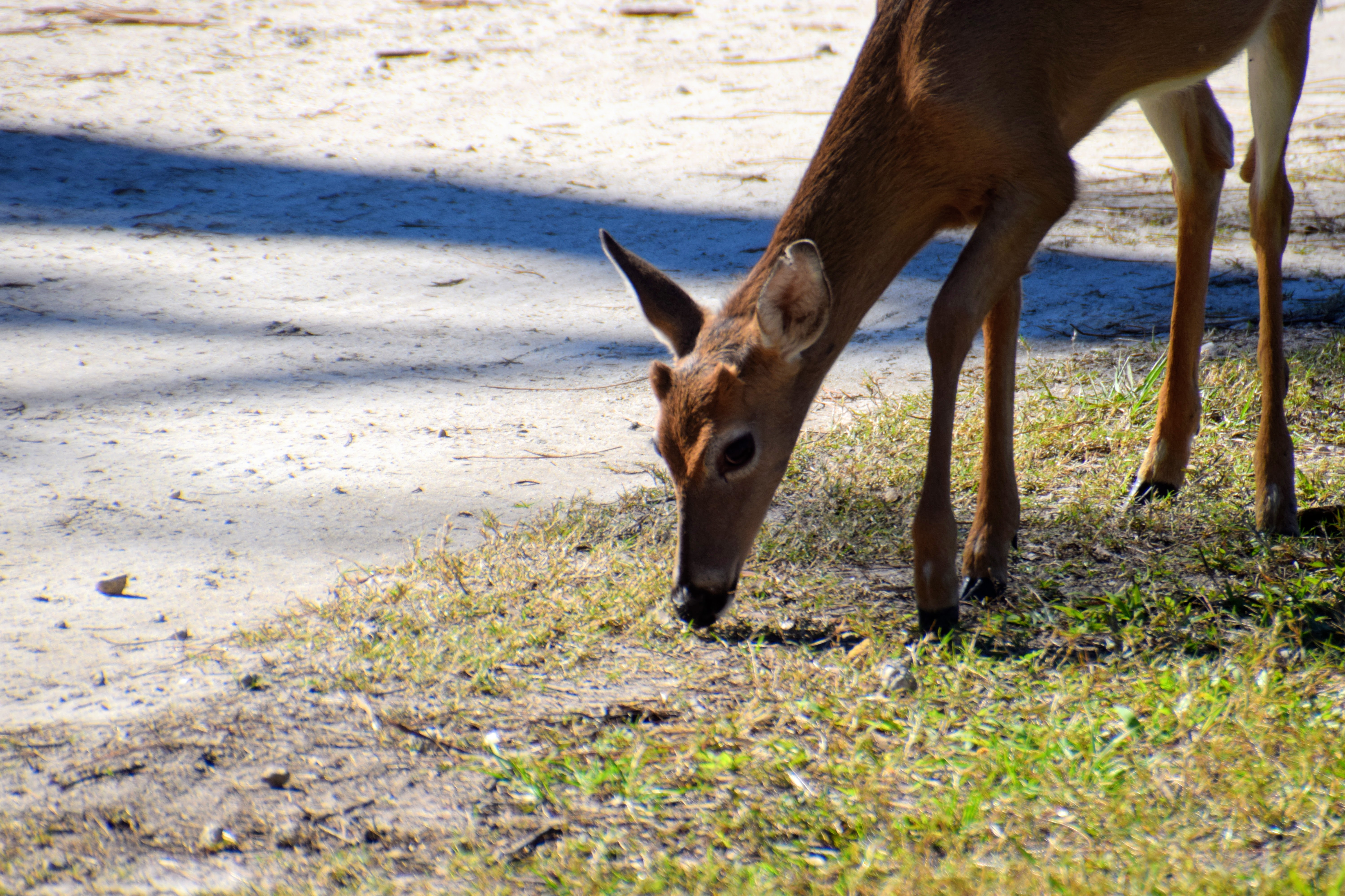 deer