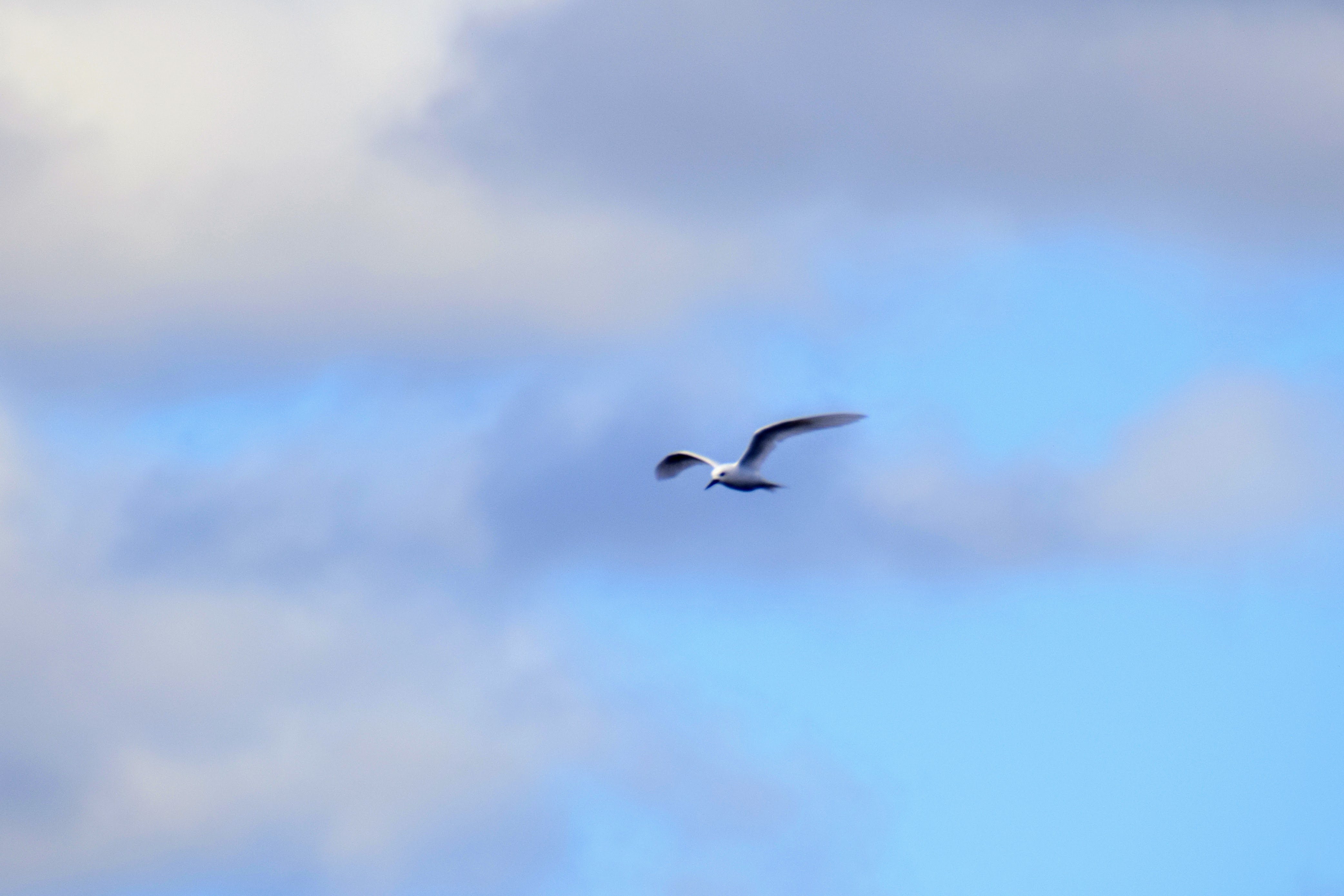 white-tern