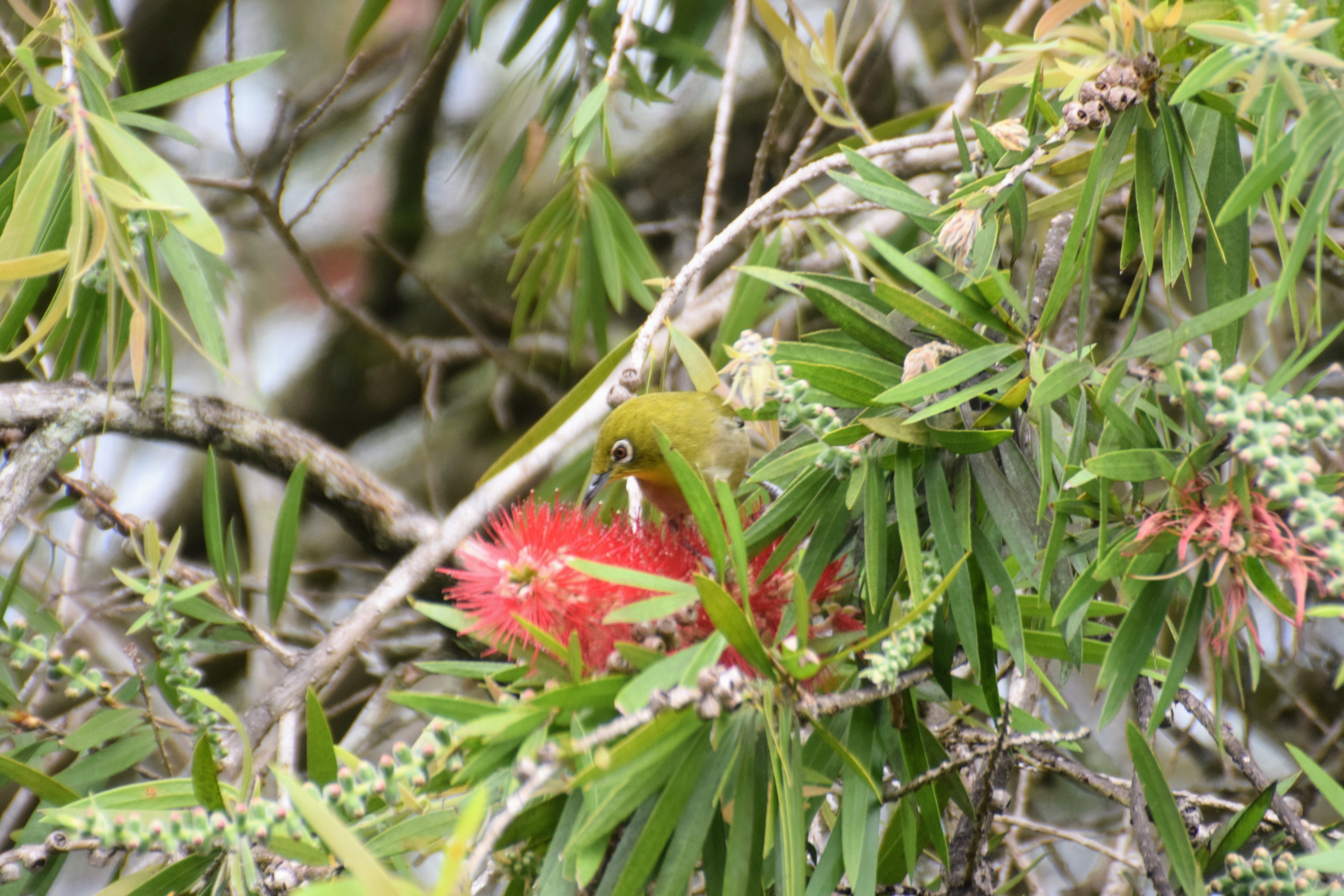 whiteeye