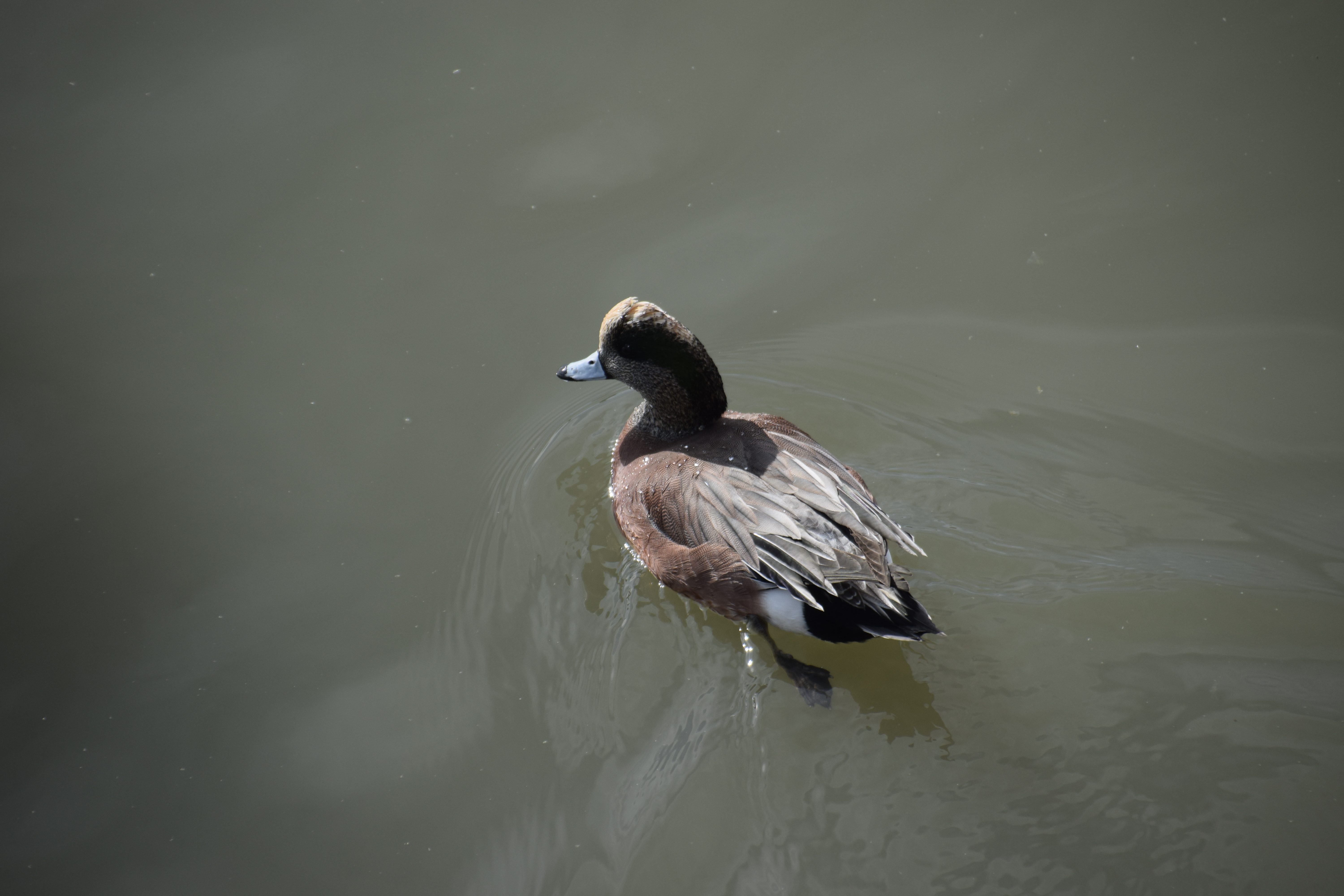 wigeon