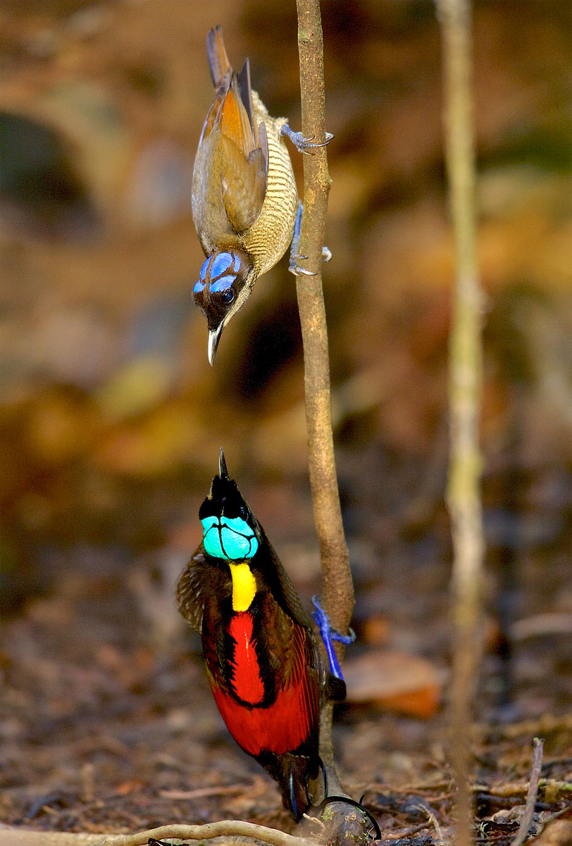 Wilson's Bird of Paradise