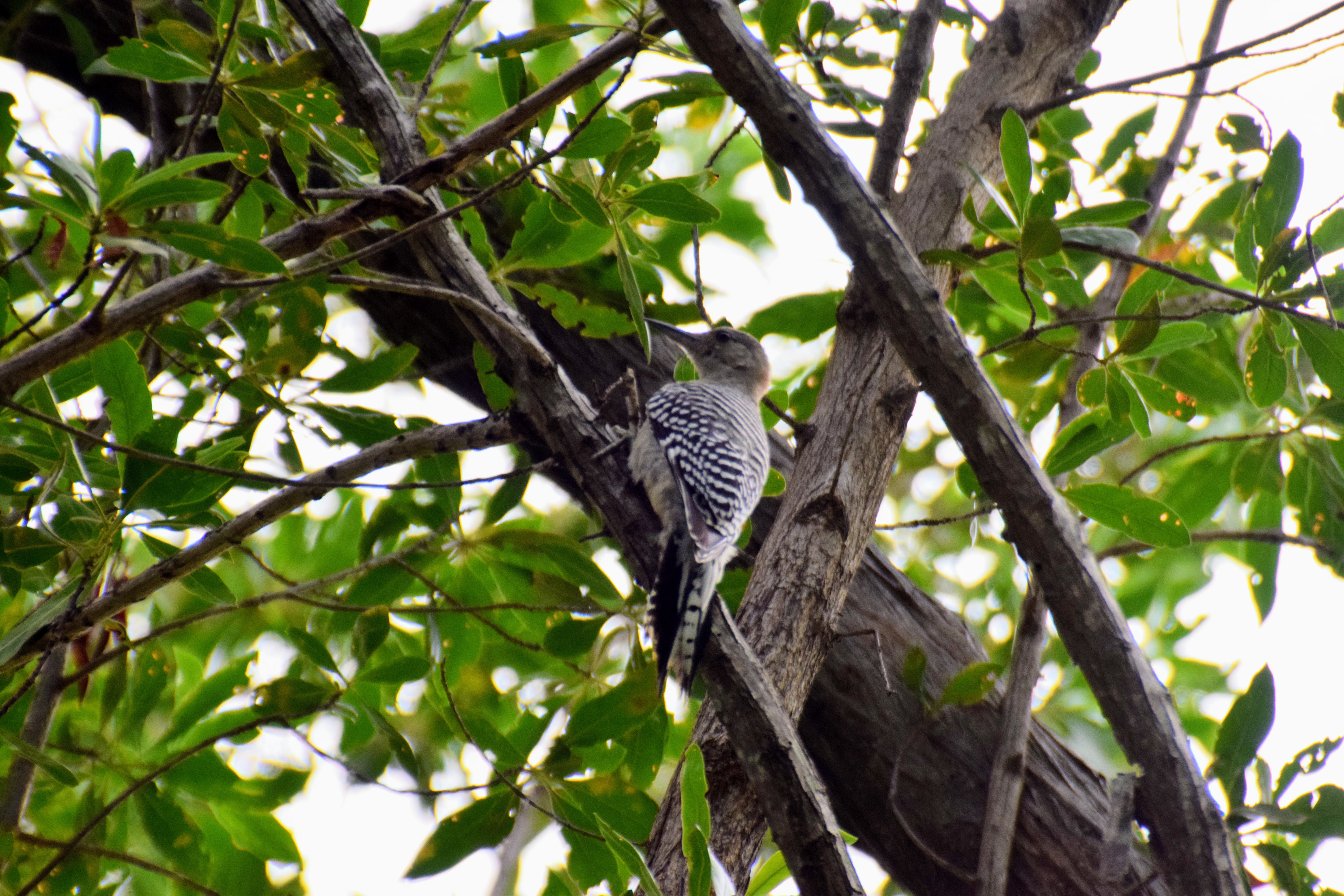 woodpecker2