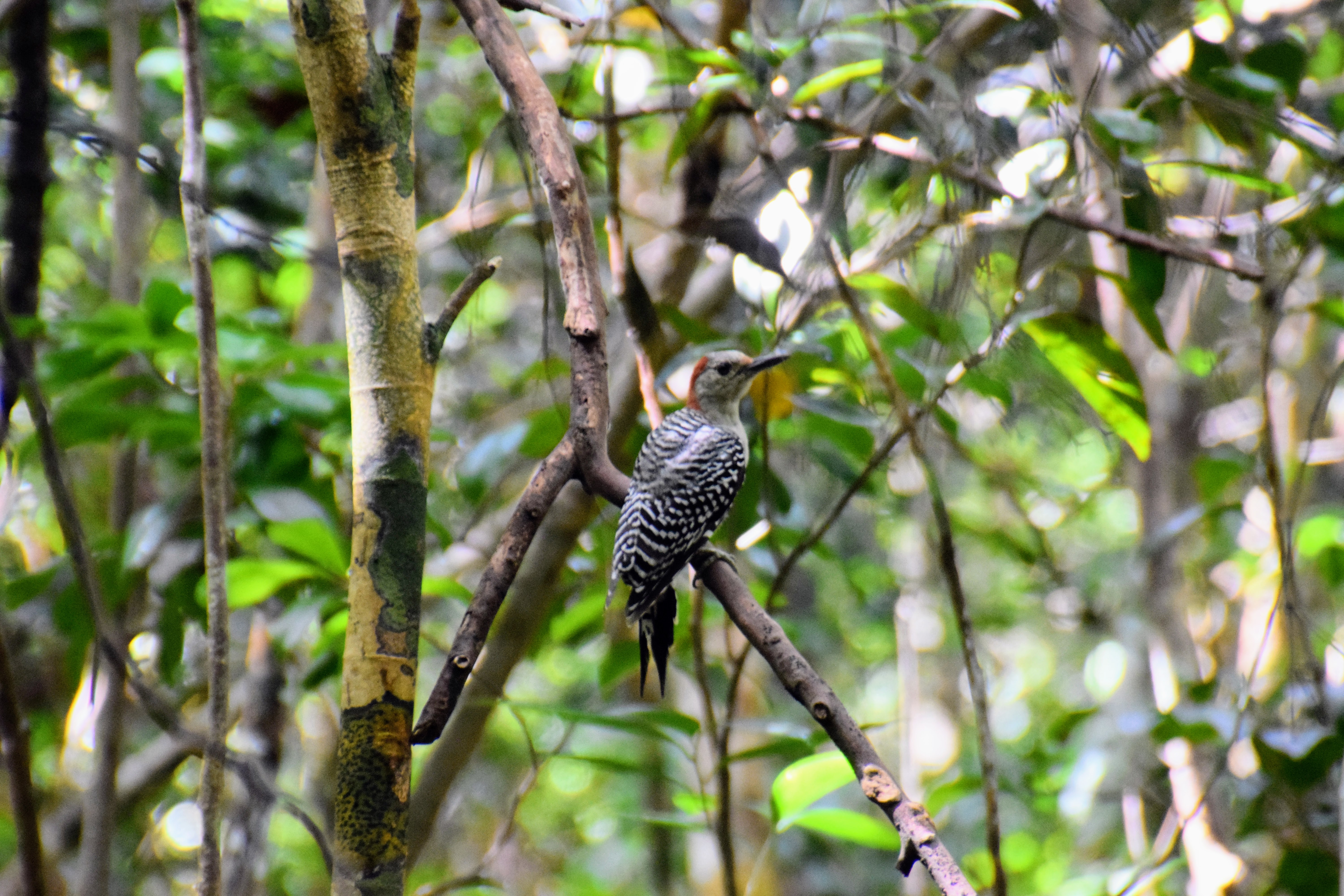 woodpecker