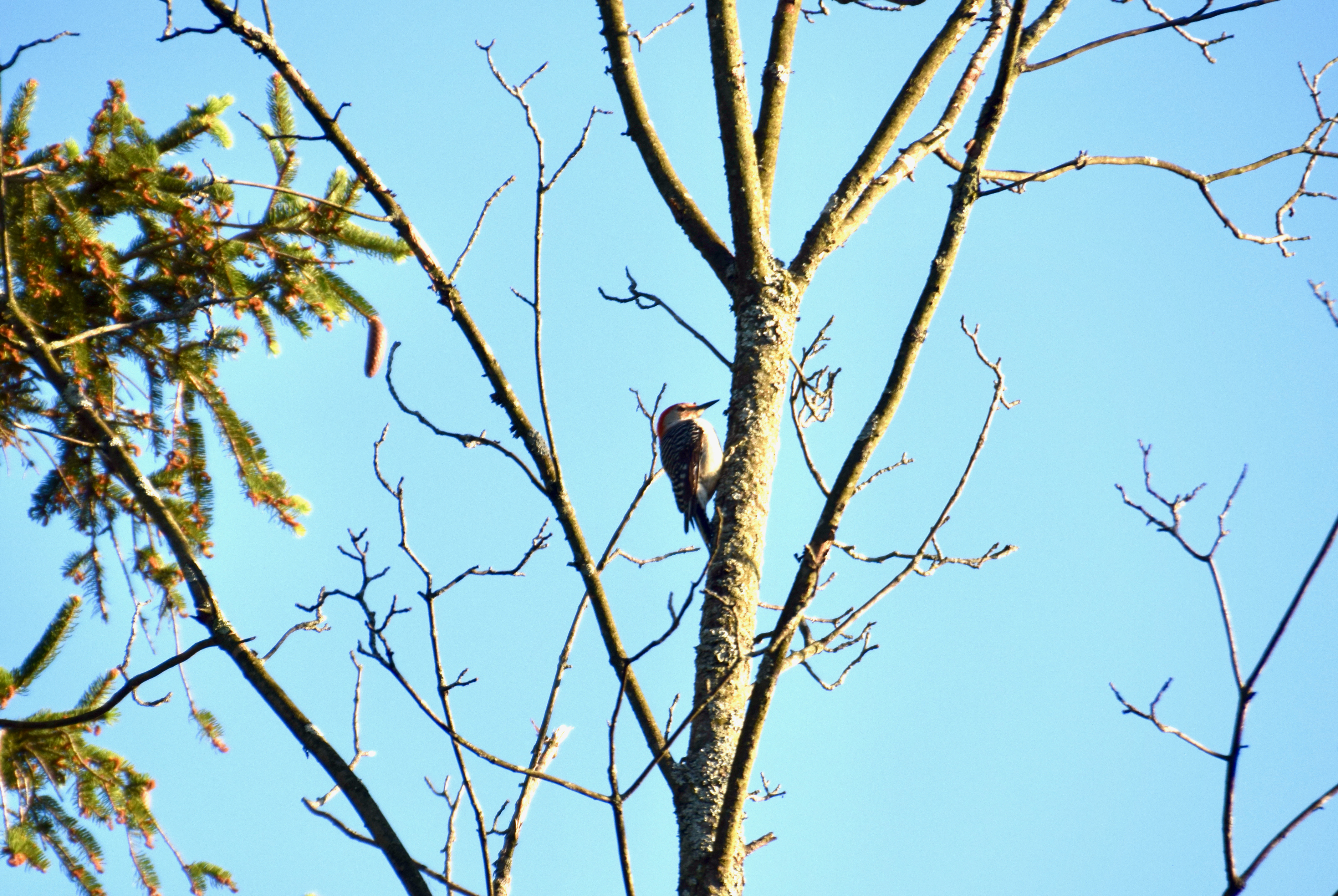 woodpecker