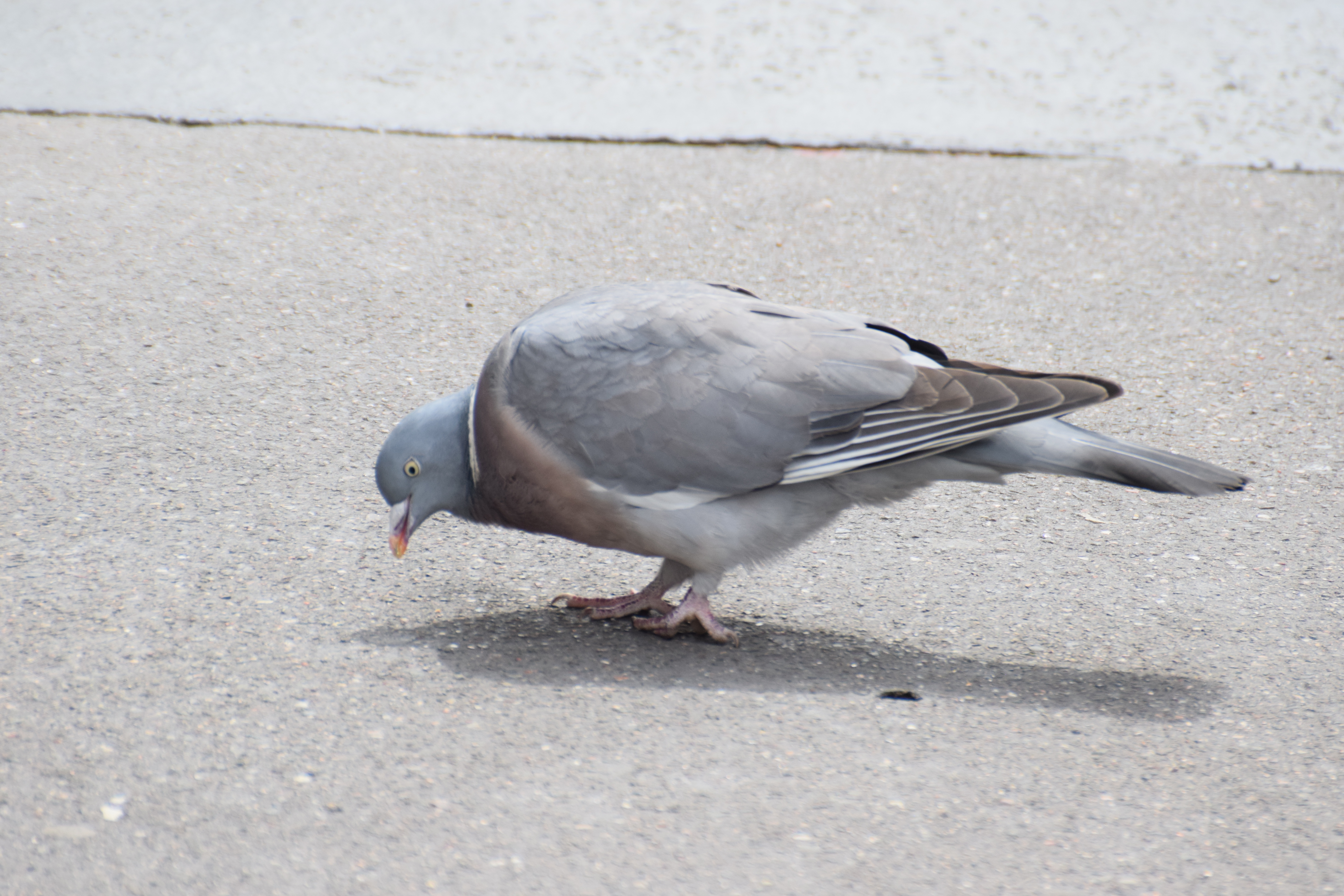 woodpigeon