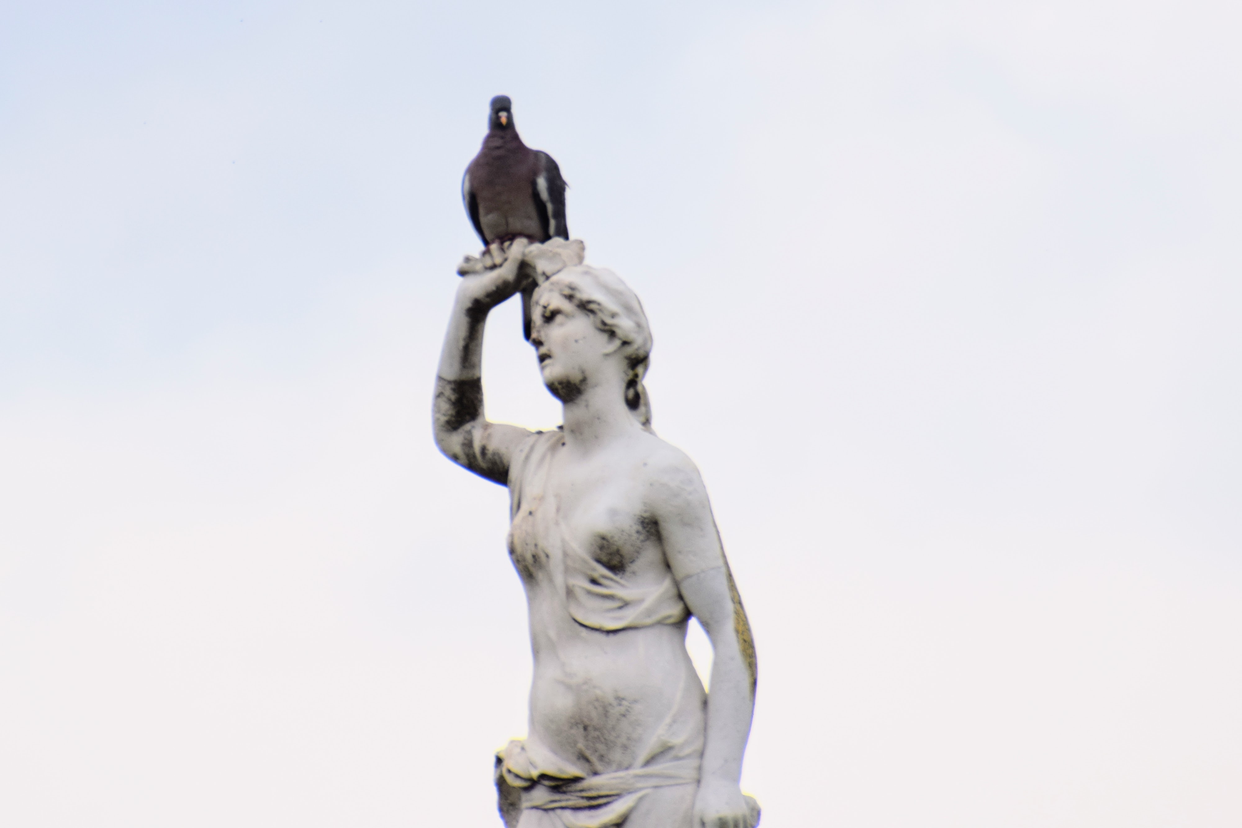 woodpigeon2