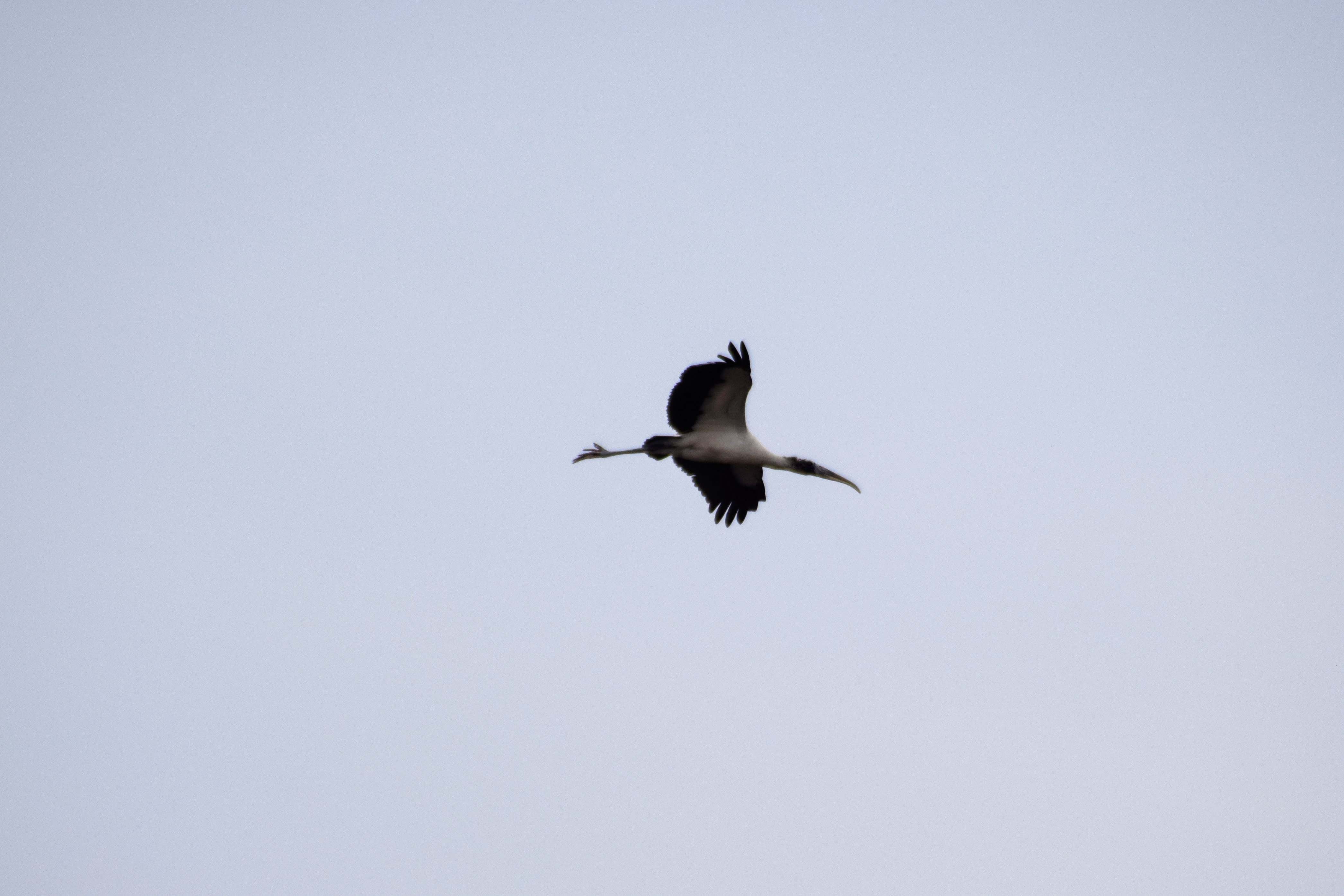 wood-stork