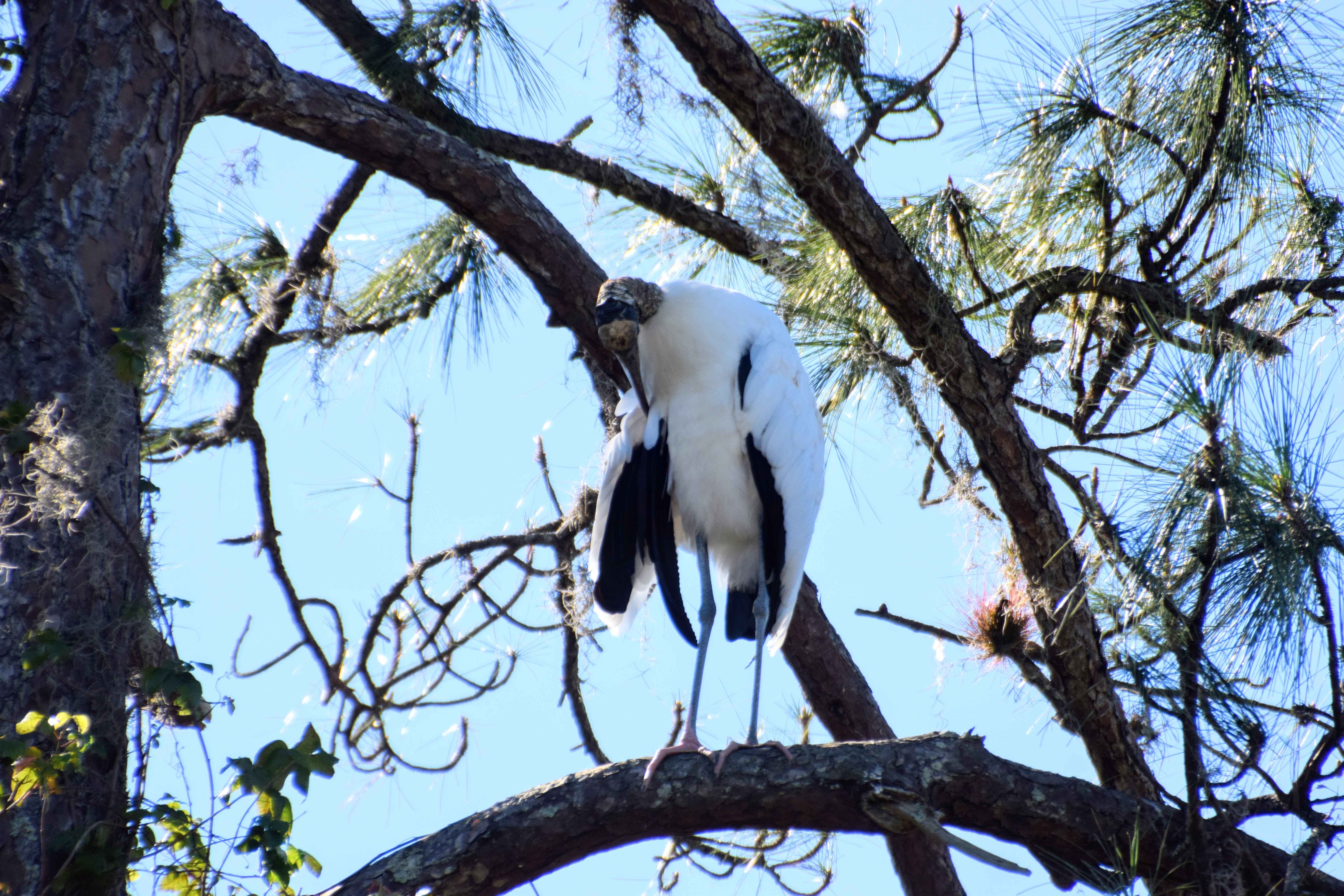 woodstork-2