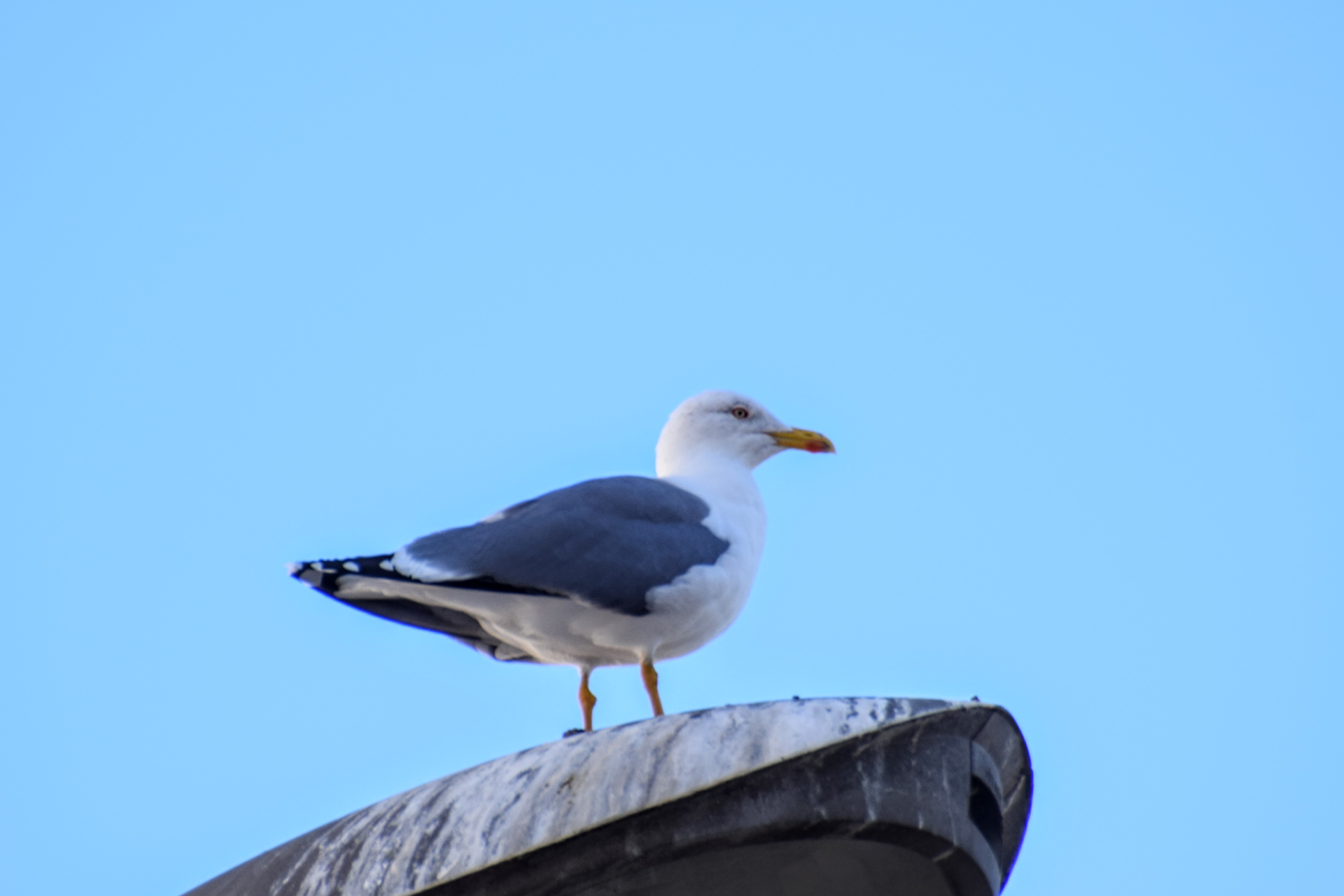 yellow-legged-gull