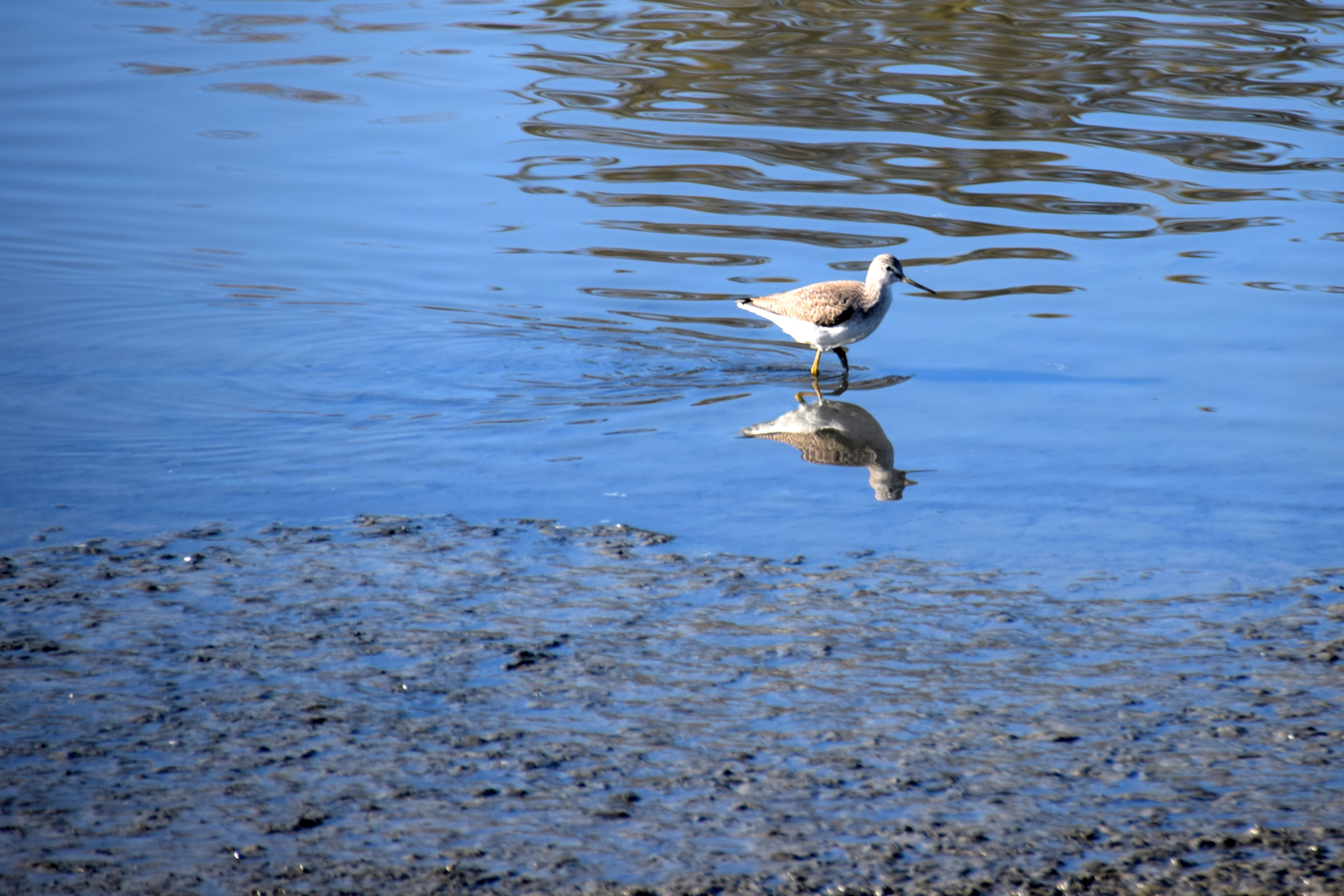 yellowlegs