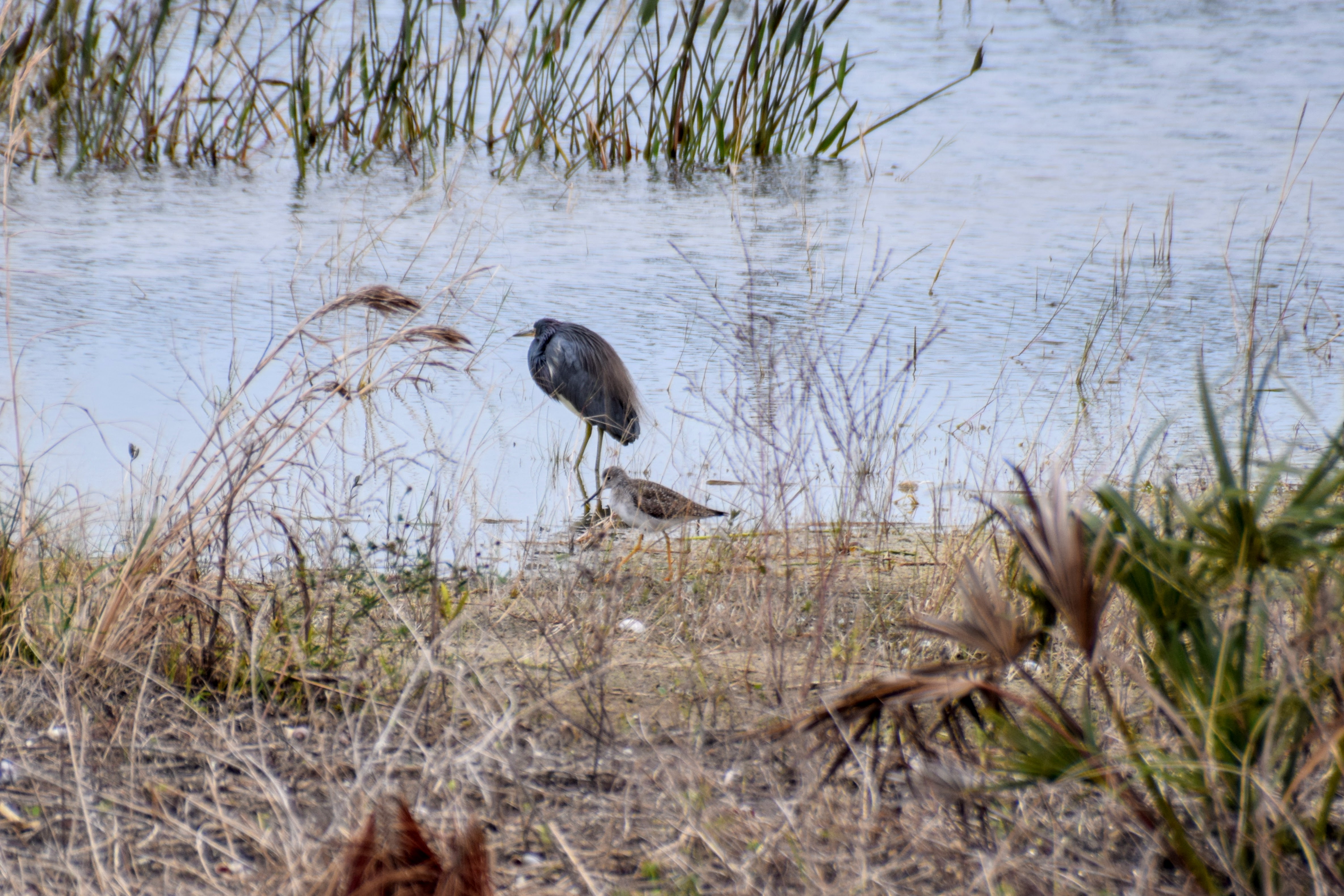 yellowlegs