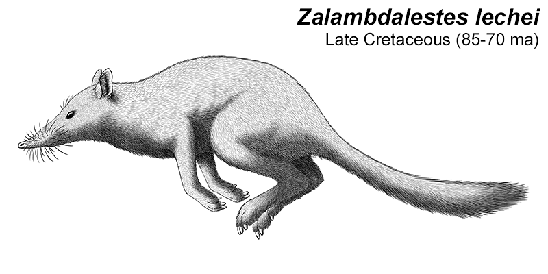 zalambdalestes